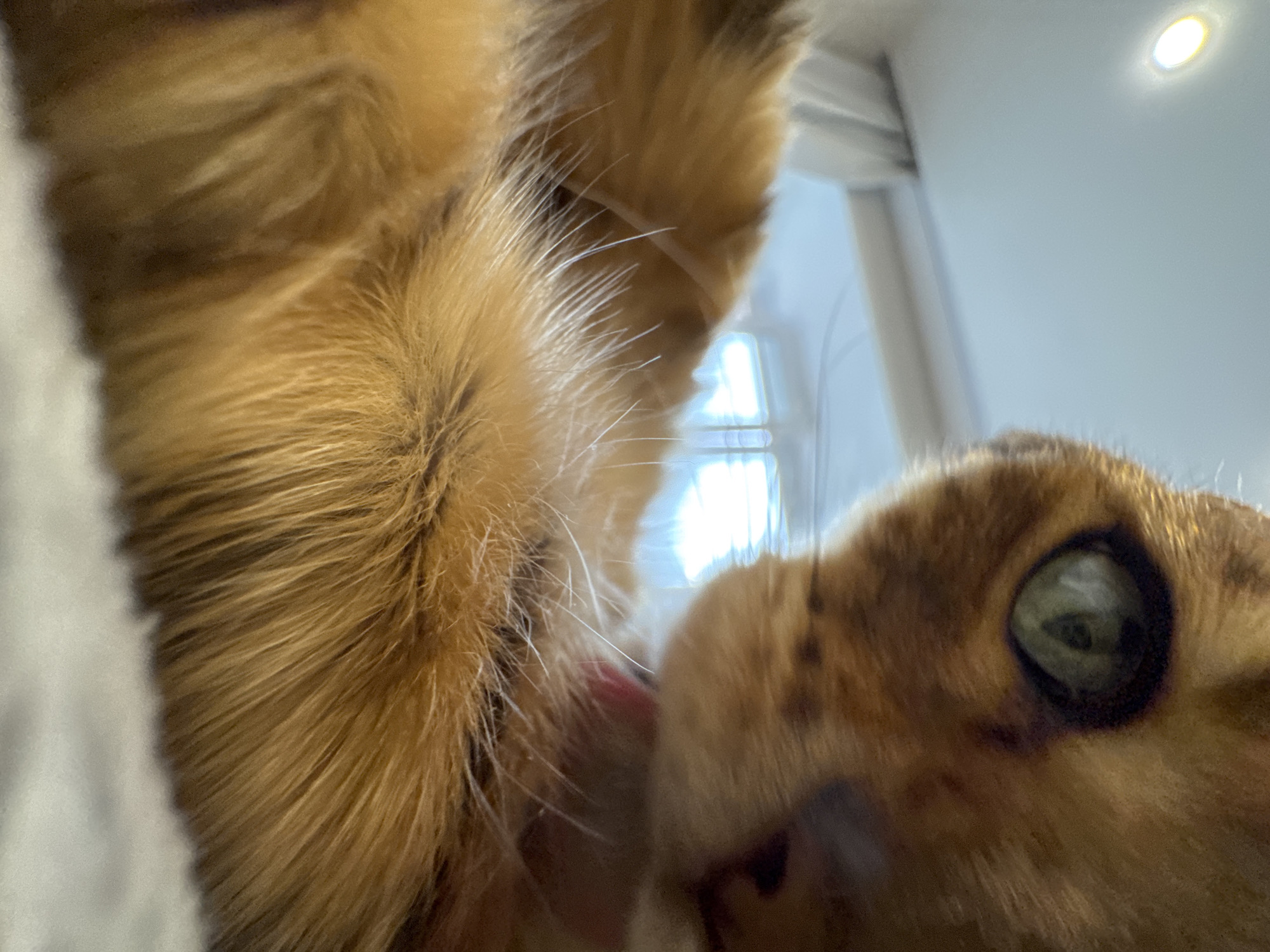 A close-up, distorted perspective shows an orange tabby cat. The cat is in the foreground, taking up most of the frame. On the right, part of the cat's face is visible, with a prominent green eye. Fur is the primary texture, especially on the left side of the image. In the background, out of focus, is a window with white frames, letting in bright light. A ceiling light fixture is also visible in the background. The location is indoors.