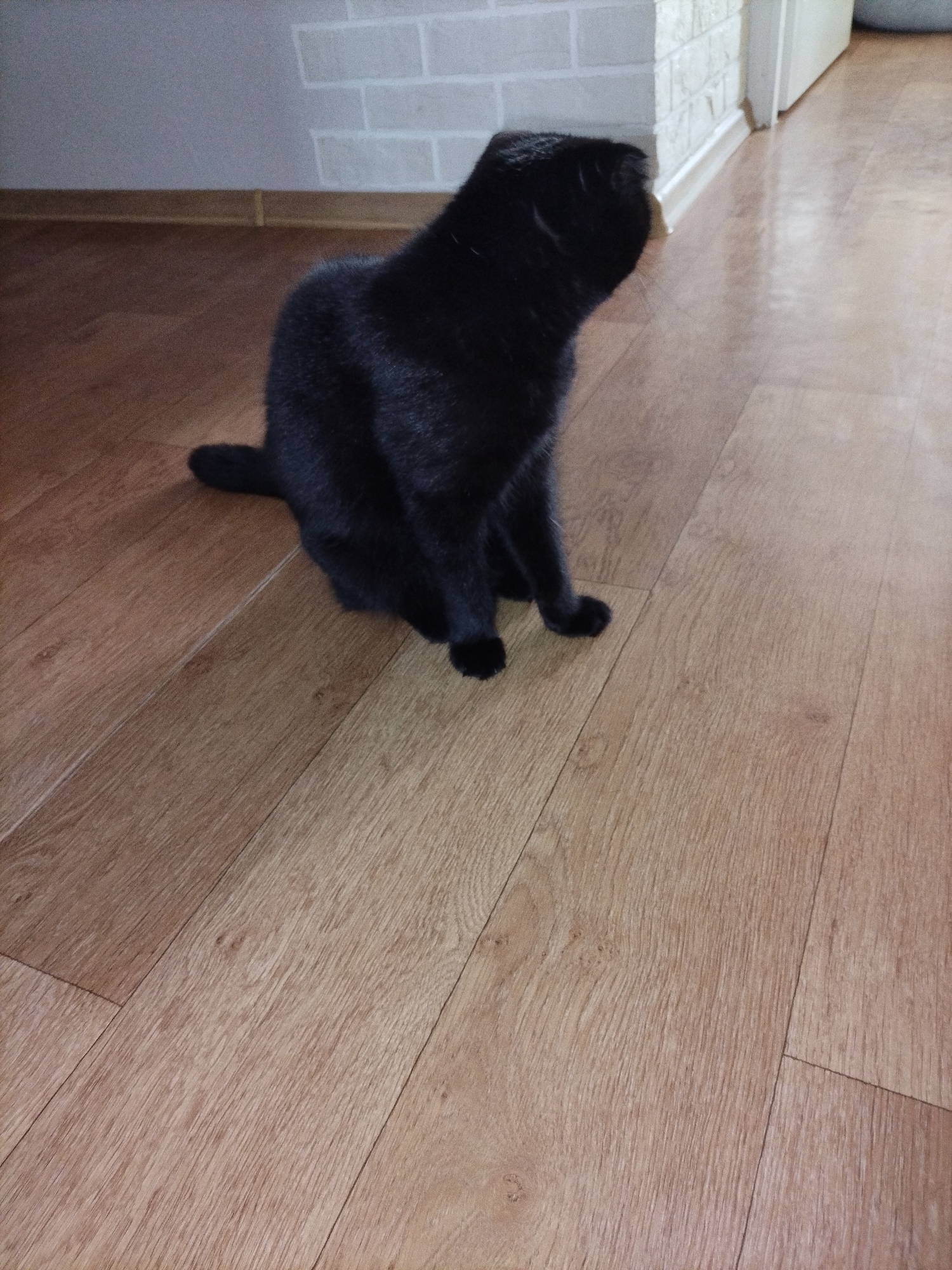 A black cat sits on a wooden floor, looking to the right. The cat is facing away from the camera, with its head turned to the side. The floor is made of light-colored wood planks, and the cat's fur is dark and fluffy. In the background, a white brick wall is visible, with a wooden baseboard running along the bottom. The scene appears to be indoors, possibly in a home. The lighting suggests it could be daytime, but no windows or external light sources are visible. The cat's posture is relaxed, indicating it is comfortable in its surroundings. There is no visible text in the image.