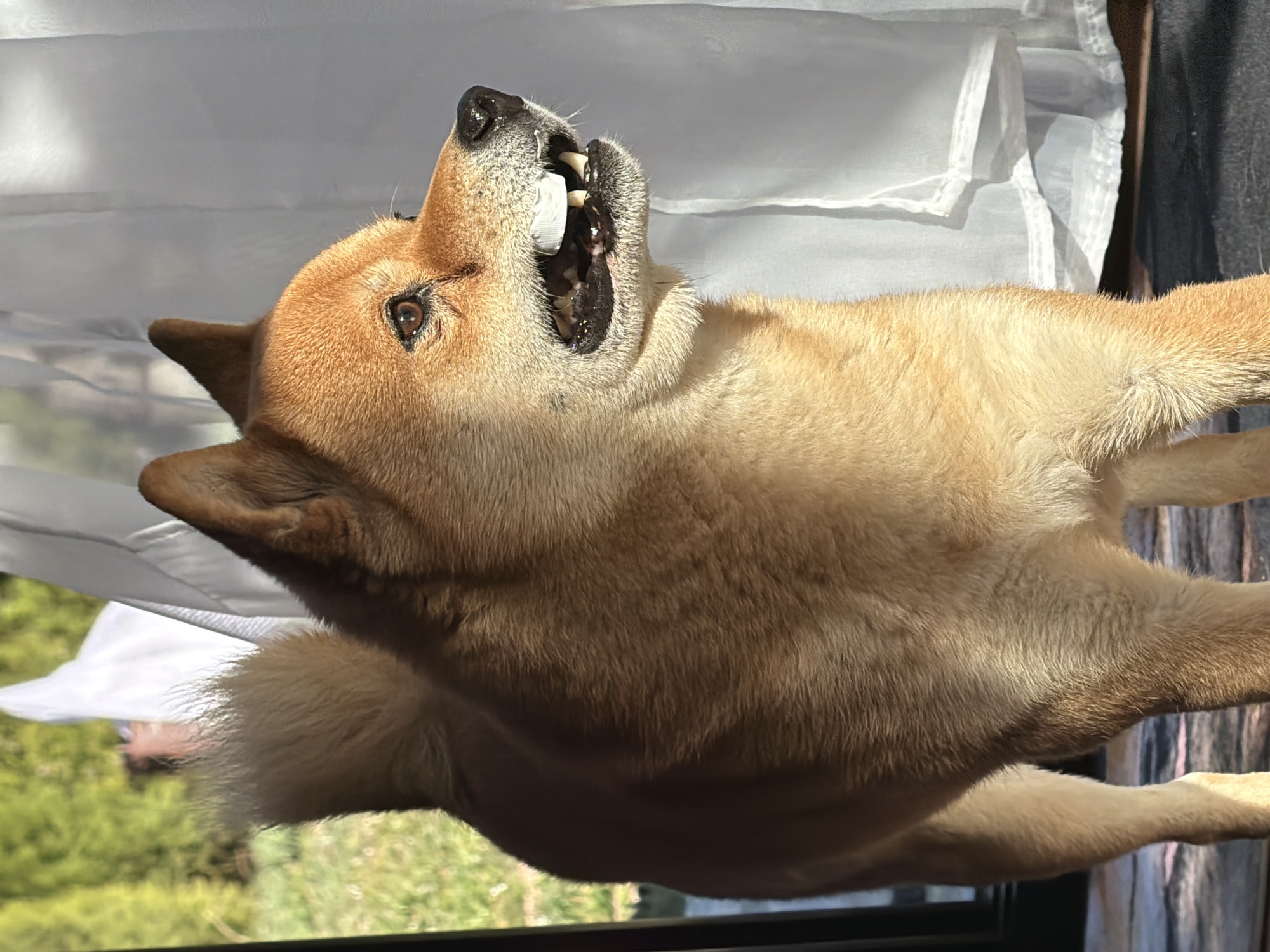 A Shiba Inu or similar Spitz-type dog with tan-fawn fur stands near an open doorway or window in Priseltsi, Bulgaria. The dog is positioned in profile, looking towards its right (viewer's left), with its mouth slightly ajar, gripping a white cylindrical object, possibly a plastic bottle cap, between its front teeth. Its ears are erect, and a portion of its curled tail is visible. Strong sunlight illuminates the dog from its right side. To the dog's immediate right, white sheer curtains hang. To its left and behind it, green foliage and grass are visible, indicating an outdoor garden or yard. A dark door or window frame is present on the far left. The dog stands on a patterned rug or mat that transitions to a dark floor surface.