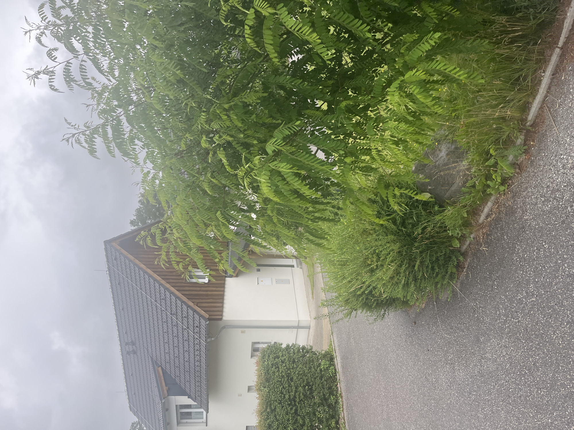 The image shows a residential building with a dark gray tiled roof and light-colored walls, featuring a wooden gable. A dense green hedge is visible on the left side of the building, and a tree with bright green, compound leaves dominates the right side of the frame. An asphalt road runs in the foreground, bordering a strip of grass and foliage. The sky is overcast and hazy. The scene appears to be a quiet residential area, possibly in Milná, Czechia, given the architectural style. There are no people or active events depicted.