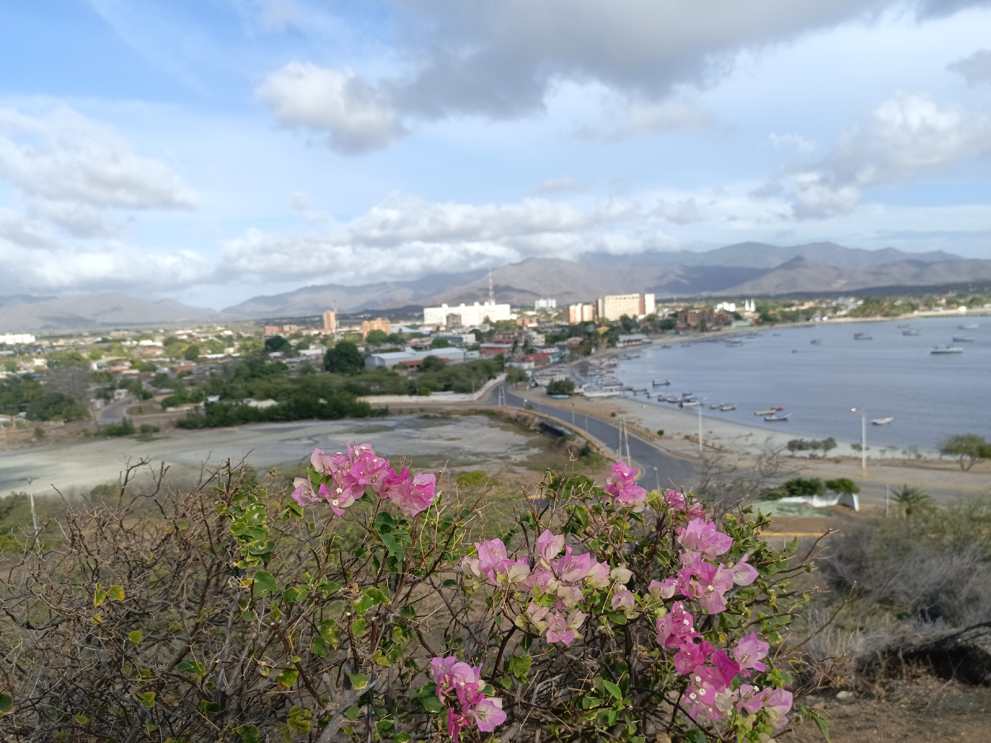 The image captures a scenic overlook of Juan Griego, Venezuela. A cluster of pink bougainvillea flowers in the foreground adds a splash of color against a backdrop of dry, scrubby vegetation. The perspective widens to reveal the city of Juan Griego, characterized by its buildings of varying heights and a coastal road hugging the shoreline of a calm bay dotted with boats. Mountains rise in the distance, fading into a sky partly covered with clouds.