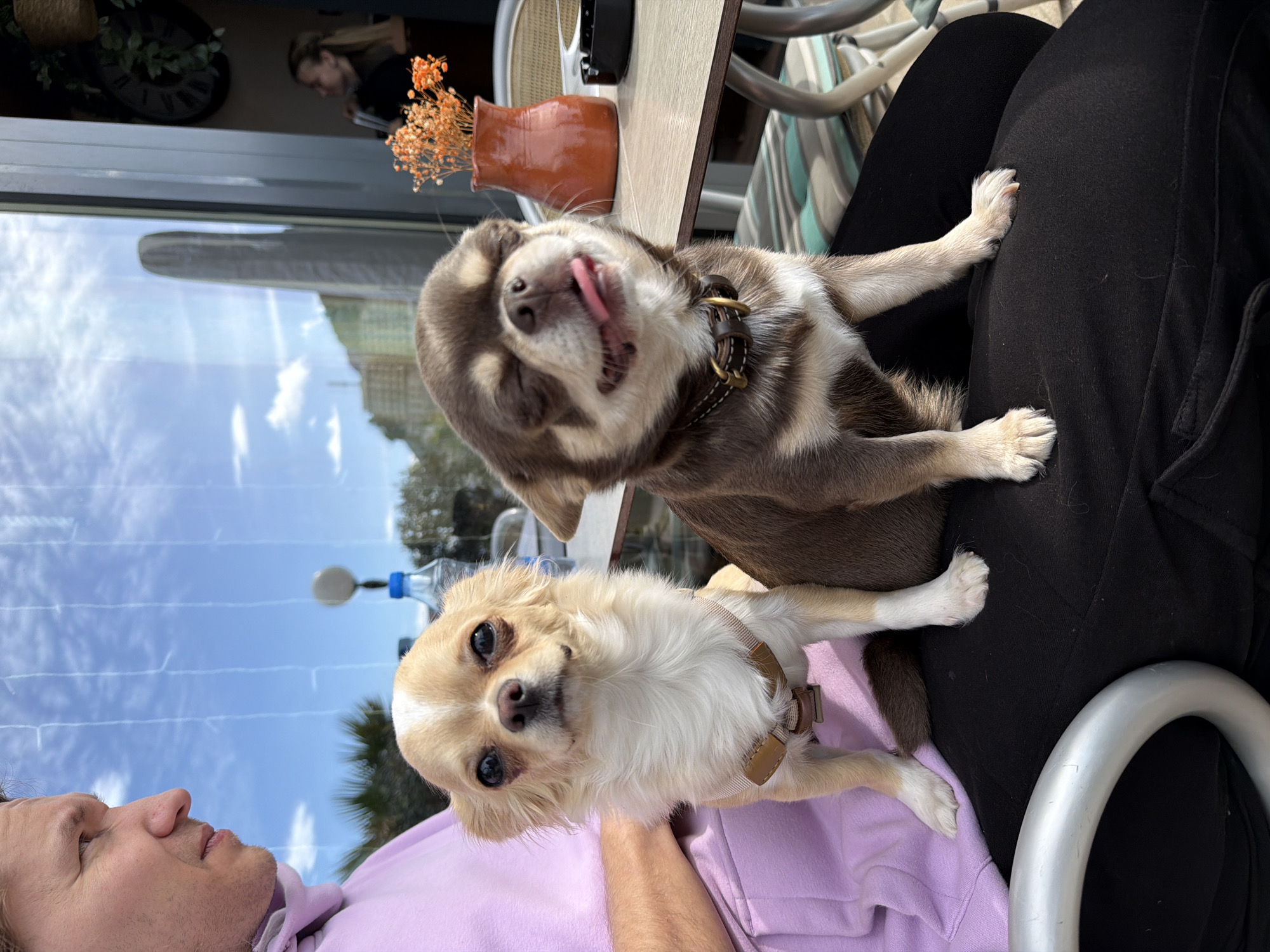 The image depicts a man with fair skin and light brown hair, wearing a pink shirt, with two small dogs on his lap. The lower dog is tan and white, wearing a brown harness, and looking directly at the camera. The upper dog is brown and white, with its tongue sticking out and eyes closed. The man and dogs are sitting outside a cafe or restaurant, indicated by the table and chairs visible in the background. A small vase with orange flowers sits on the table next to the dogs. A reflection in a window behind them shows a blue sky with clouds and trees, as well as a string of lights. The location is Rafailovići, Montenegro, as can be discerned from the reflection of the architecture and landscape in the window. The man is holding or supporting the dogs on his lap, and they appear to be comfortable and relaxed.