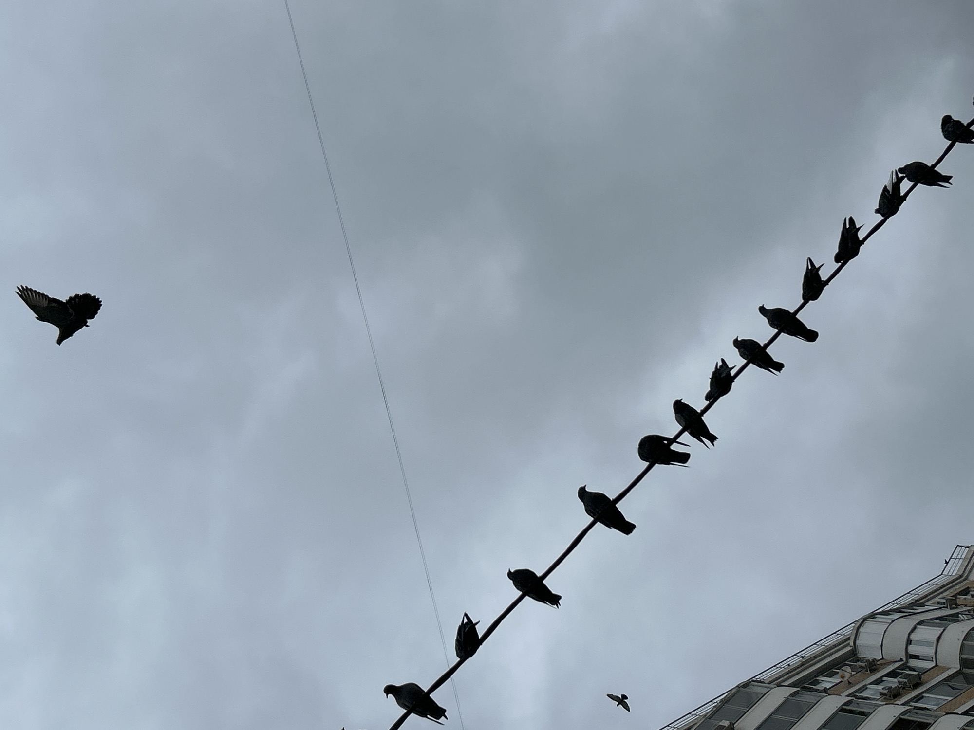 The image depicts a cloudy sky with a line of pigeons perched on a wire, which stretches diagonally from the bottom left to the top right of the frame. To the left, a multi-story building with a curved balcony is visible. A single pigeon is in flight above and to the right of the perched pigeons. The scene is set in the city of Moskovskiy, Russia.