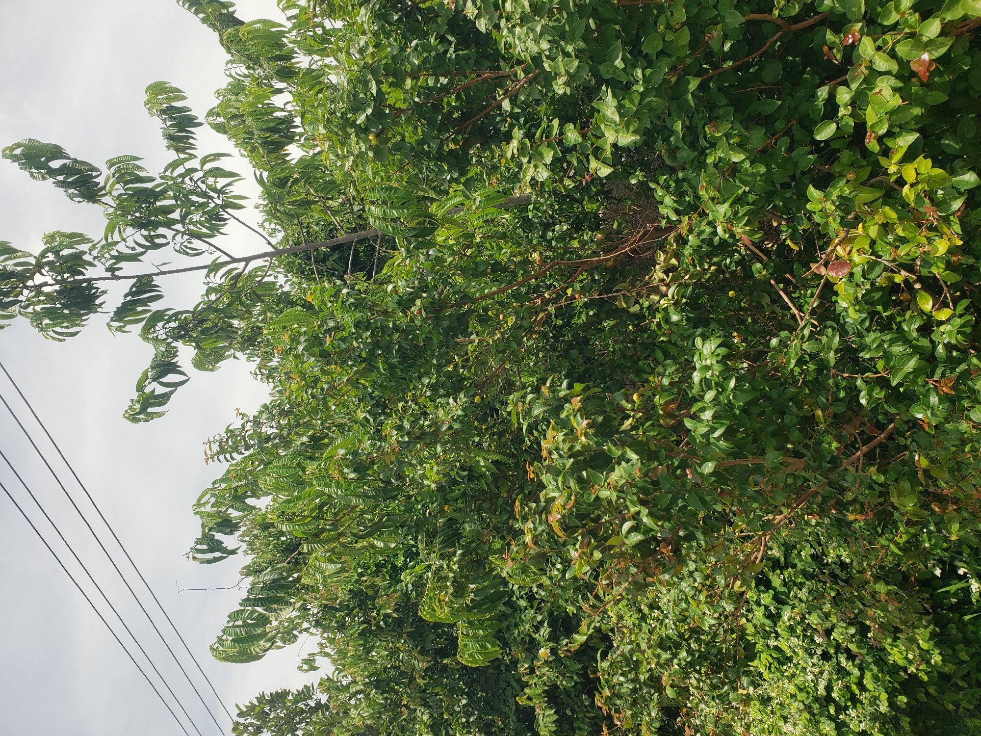 The image shows a dense collection of green foliage, likely trees and shrubs, under a cloudy sky. Several power lines are visible running horizontally across the upper portion of the frame. The vegetation is lush and varied in texture, with some branches and leaves more clearly defined than others. The scene appears to be an outdoor environment, possibly a roadside or natural area, with no people or specific structures immediately identifiable within the dense greenery. There is a hint of a light-colored object, possibly a piece of trash or debris, partially visible at the bottom left of the frame. The overall impression is one of natural growth within an urban or semi-urban setting, indicated by the presence of the power lines.