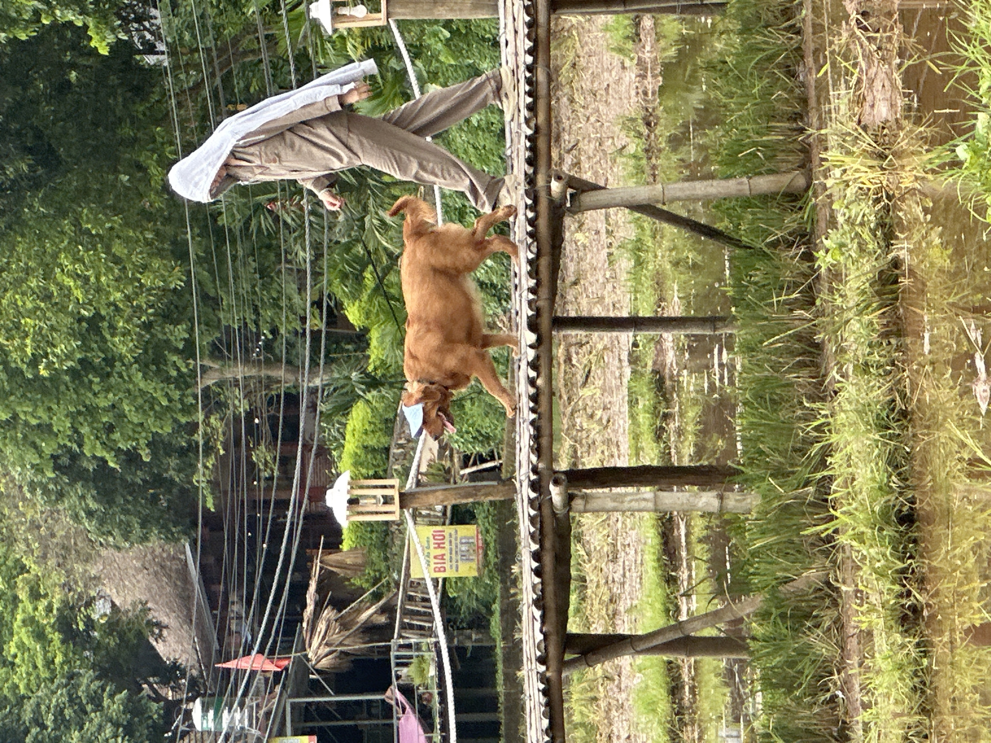 In Mai Chau, Vietnam, a person wearing a hooded light brown jumpsuit and a light gray shawl is walking on a wooden bamboo bridge. Beside the person, a golden-brown dog with a blue cap on its head is also walking on the bridge. The bridge spans over a flooded rice field with green grass growing in the water. In the background, lush green trees and buildings with thatched roofs are visible. A yellow sign with Vietnamese writing ("BIA HOI") is also present. The overall scene depicts a tranquil rural setting.