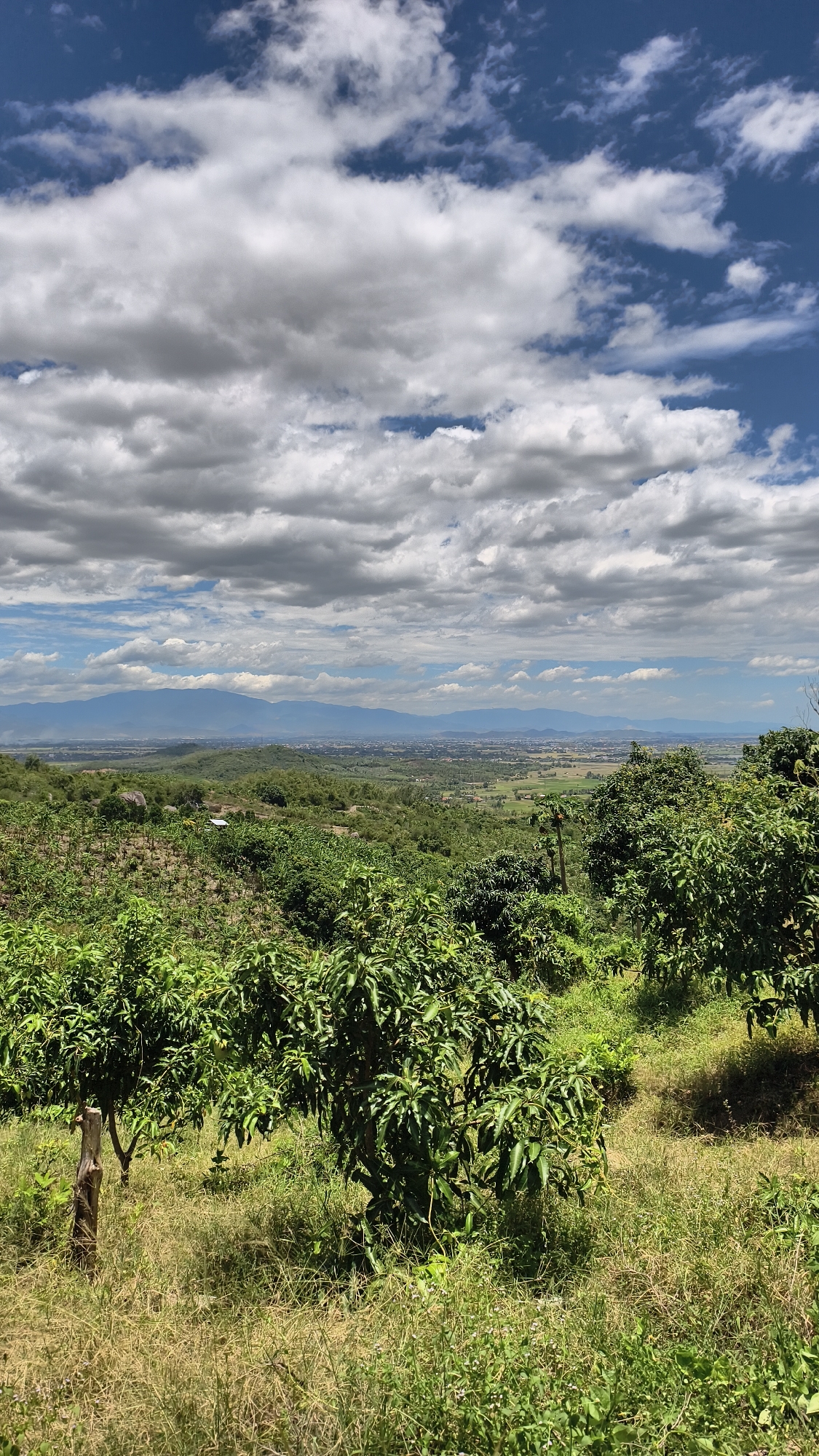 This is a high-angle, eye-level, full shot of a lush, green landscape under a partly cloudy sky, featuring a wide vista of rolling hills and distant mountains. The foreground is dominated by a grassy incline with scattered trees, possibly mango trees, their leaves a vibrant green. A single wooden stake stands prominently in the left foreground. The midground reveals more densely vegetated hills, with hints of cultivated fields and scattered structures. In the distance, a range of soft blue mountains stretches across the horizon, with a hazy, populated valley nestled at their base, suggesting the urban area of Nam Ninh Hoa, Vietnam. The sky is a striking blue, punctuated by large, fluffy white clouds, some of which are casting subtle shadows on the landscape below. The overall impression is one of natural beauty and expansive rural scenery, with the implication of a town or city in the distance.