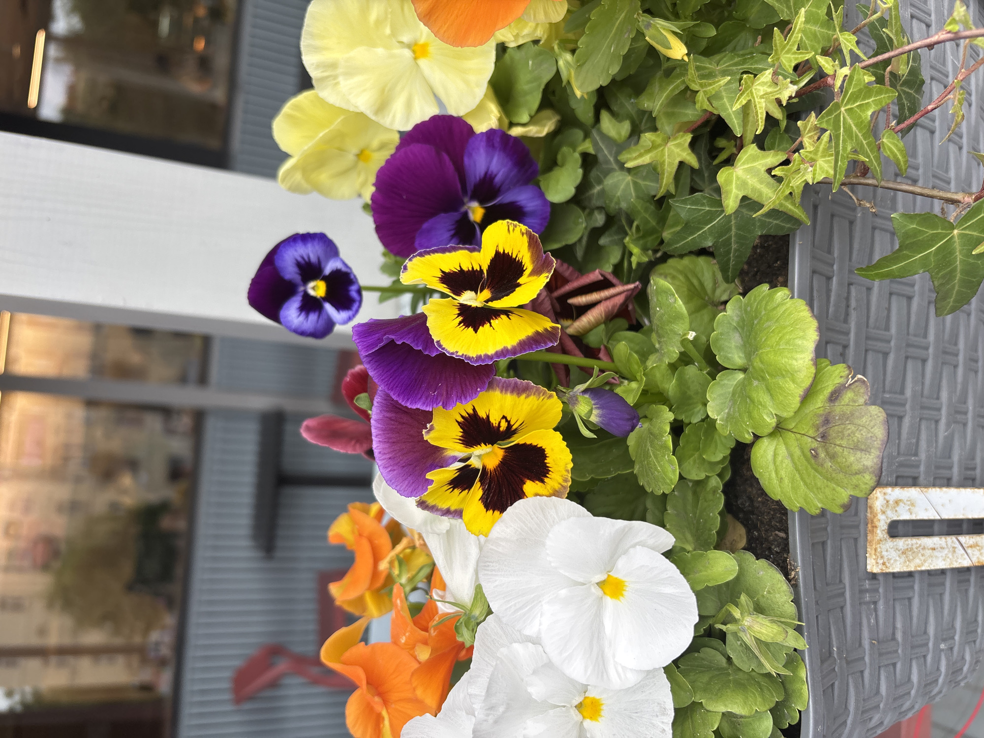 A close-up shot showcases a vibrant planter filled with a variety of pansies in shades of purple, yellow, orange, and white. The pansies have distinct dark markings in their centers. Interspersed with the flowers are lush green ivy leaves. The planter itself is a textured gray container. In the background, a blurred scene suggests an urban environment with reflections in a window, hinting at a building facade with vertical paneling and what appears to be a red chair and table. The lighting suggests it could be daytime. The image has been taken outdoors.