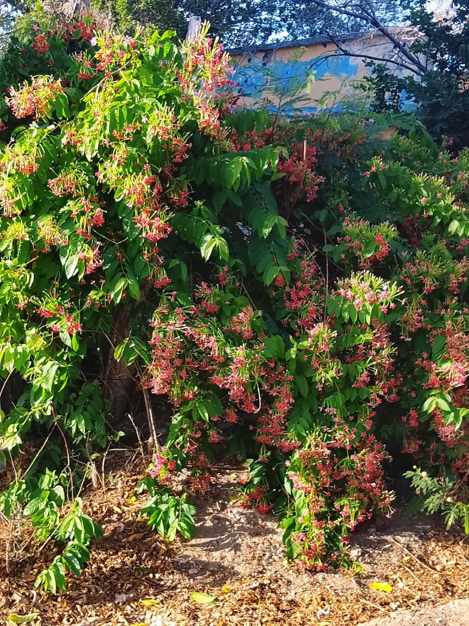 The image depicts a lush bush or small tree, densely covered in green foliage and adorned with numerous clusters of small, red flowers. It is located outdoors, with a patch of ground covered in dry leaves and twigs visible at the base of the plant. In the background, a wall or building can be partially seen, painted with patches of blue and yellow colors. The location is the city of Altagracia, Venezuela, based on the provided information. The image conveys a sense of natural beauty and suggests a warm, sunny day. There are no people or interactions visible in the scene.