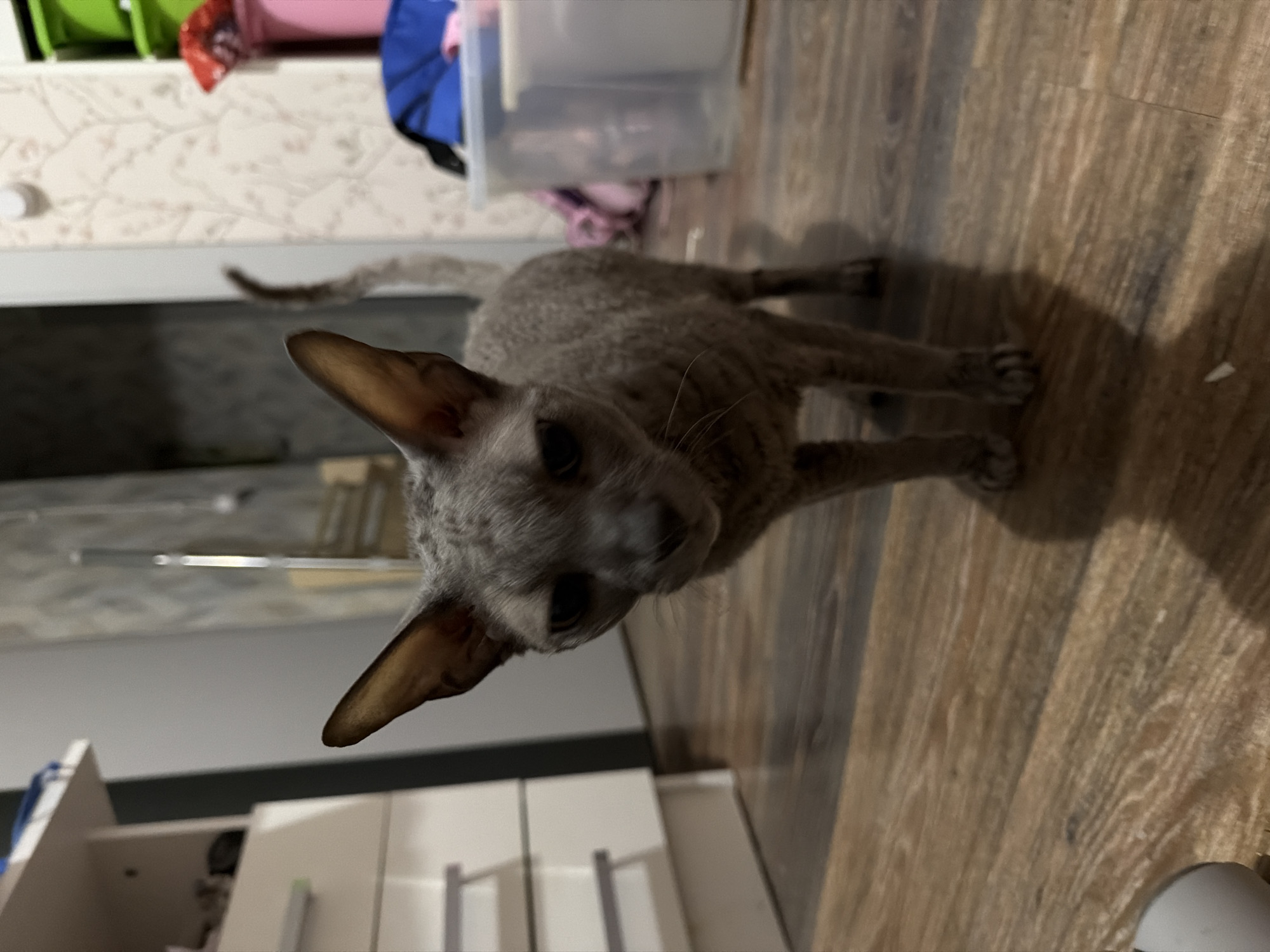 A gray cat with curly fur and large ears stands on a wooden floor in what appears to be an indoor setting. The cat is looking towards the camera with a slightly concerned expression. Behind the cat, on the right side of the image, are some storage bins, one of which is clear plastic and contains various items, including what looks like a blue jacket and pink fabric. The background also shows a wall with floral wallpaper. To the left of the cat is a white cabinet with drawers. The lighting suggests it is daytime, but the overall ambiance is somewhat dim. There are no people visible in the image. No information is available to determine the location within the city of Moscow, Russia.