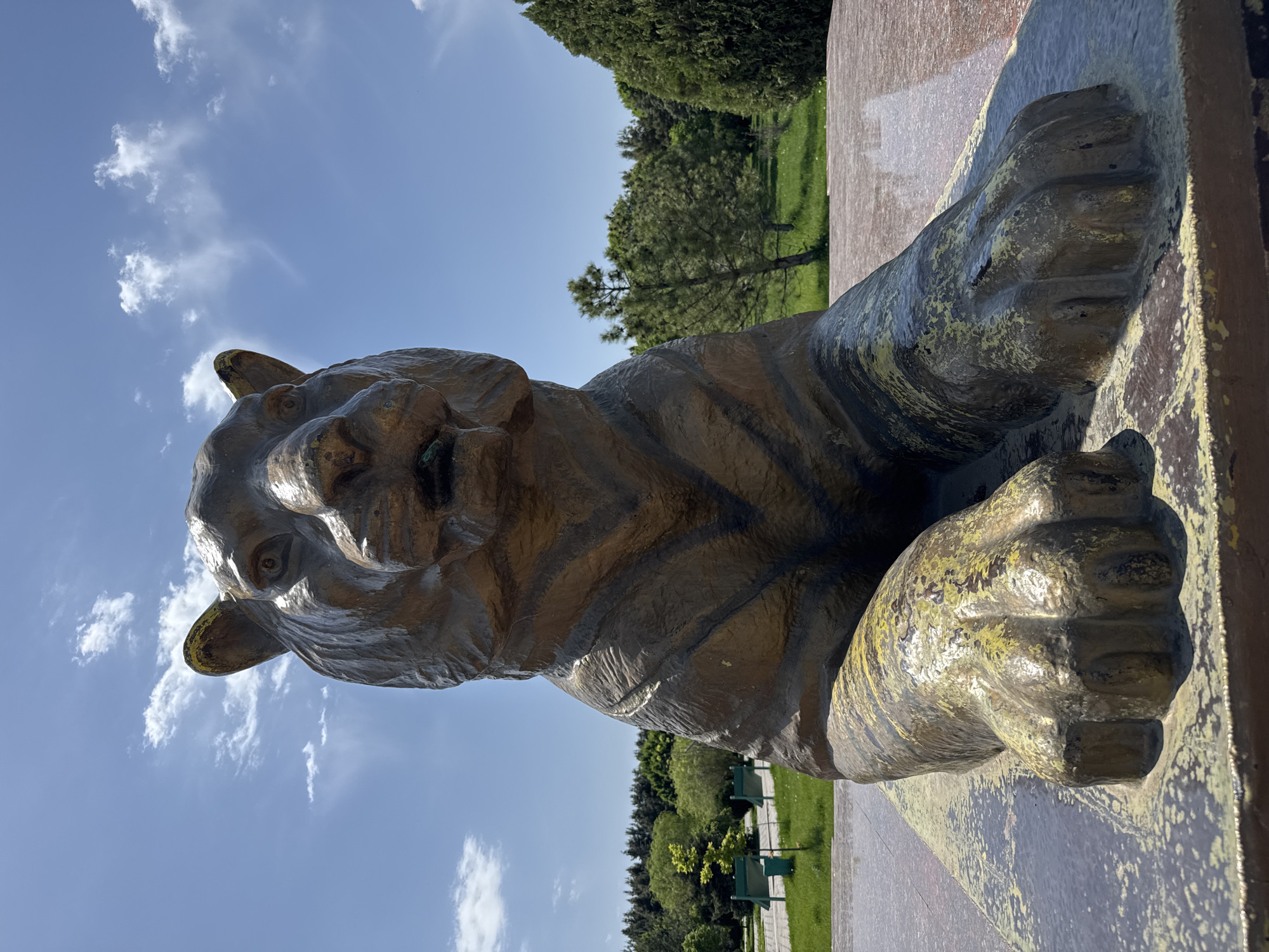 The image shows a bronze tiger statue in Samarkand City, Uzbekistan. The tiger appears to be emerging from a reddish-brown, possibly marble, structure. The statue is set against a backdrop of a blue sky with scattered white clouds and a line of trees in the distance. The ground is green, suggesting a park or garden setting. The statue's details, such as its stripes and facial features, are visible, though some parts have a greenish tinge. The photograph is taken from a low angle, looking up at the statue.