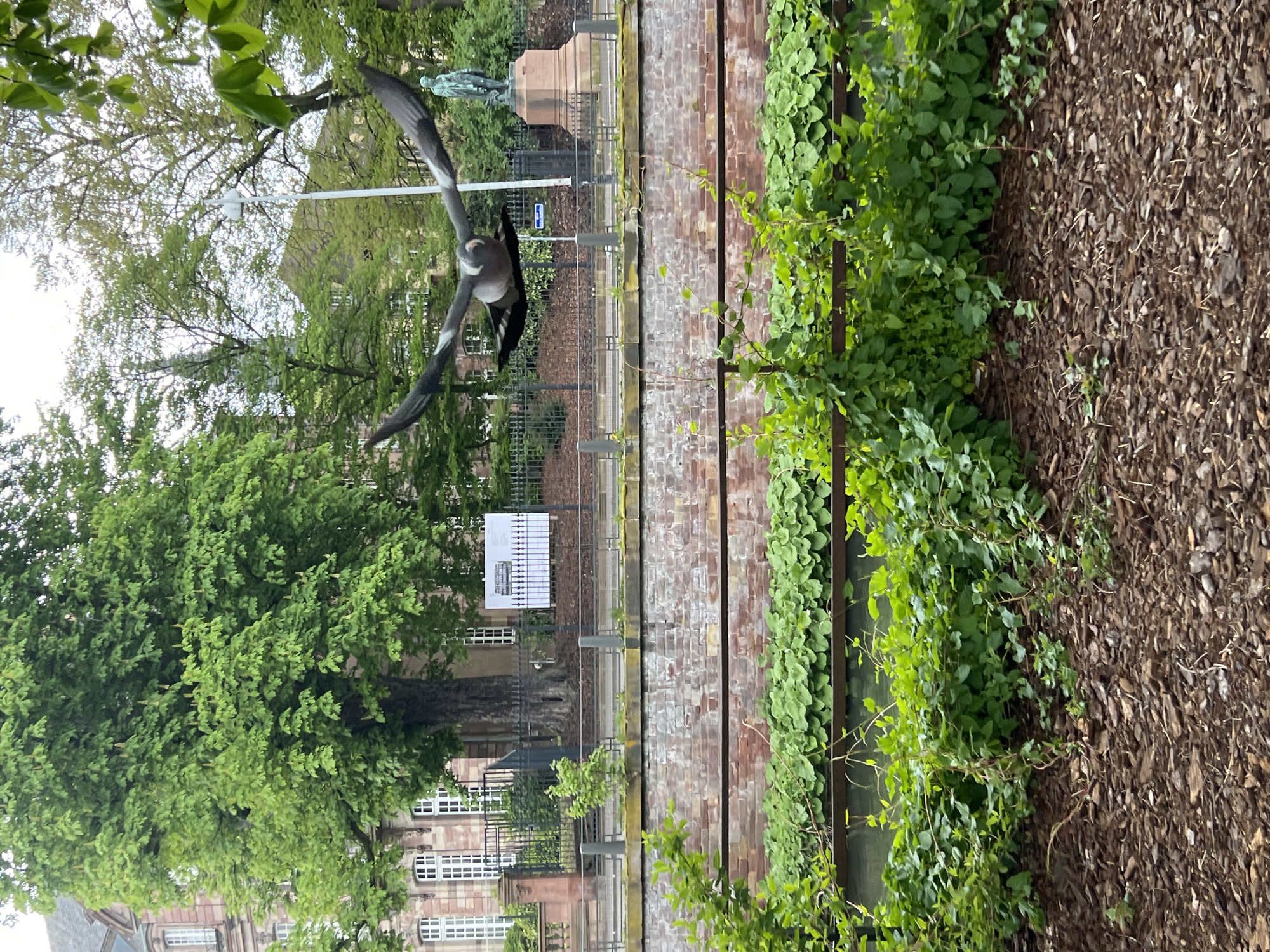 The image shows a view of a park or garden in Strasbourg, France, featuring a statue of a bird in flight dominating the mid-ground. The statue is gray, with wings spread. The foreground consists of a planted area with lush green ground cover, bordered by wood chips. A low brick wall runs parallel to the planted area. Behind the bird statue, there's a wrought-iron fence, a sign board, and a stone monument with a figure on top. Buildings with multiple windows are visible in the background, partially obscured by trees. The sky is overcast, and the overall light suggests it is daytime.
