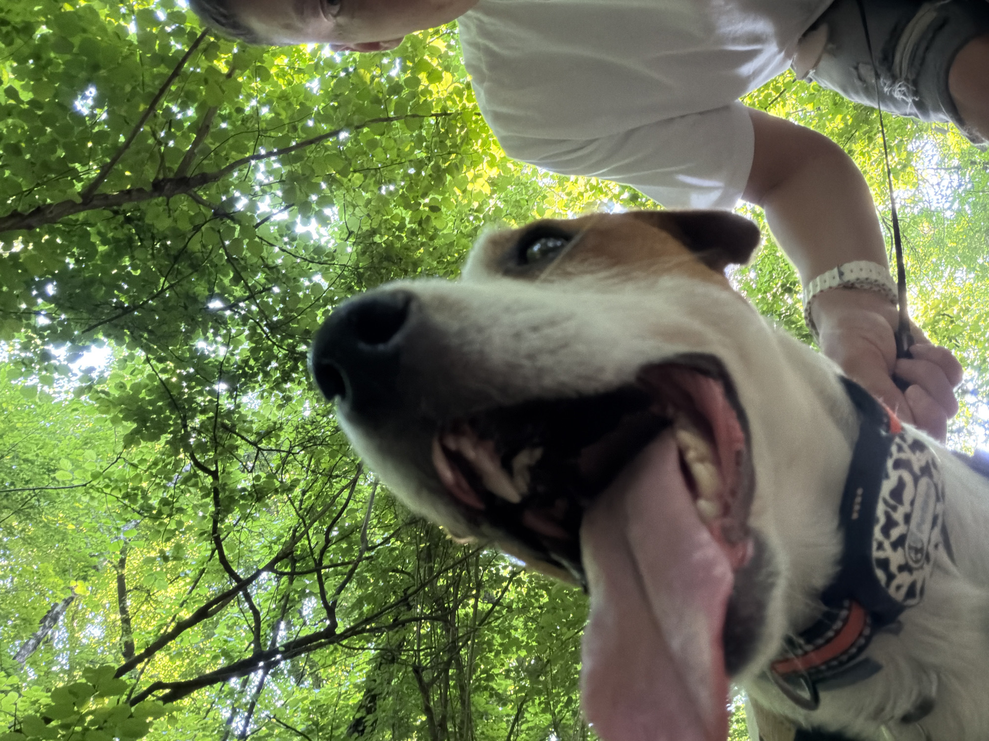 A low-angle, wide-shot perspective captures a dog's face and its owner's torso from below. The dog, a Jack Russell Terrier mix with white fur and brown markings, is panting with its tongue hanging out, mouth wide open, and teeth visible. It is wearing a black collar with an orange trim and a patterned charm or tag. The owner, partially visible from the chest up, is wearing a white t-shirt and appears to be holding a leash. The background is filled with lush, green tree foliage, suggesting an outdoor, park-like setting. Sunlight filters through the leaves, creating bright spots and dappled shadows. The image appears to have been taken in Moscow, Russia.