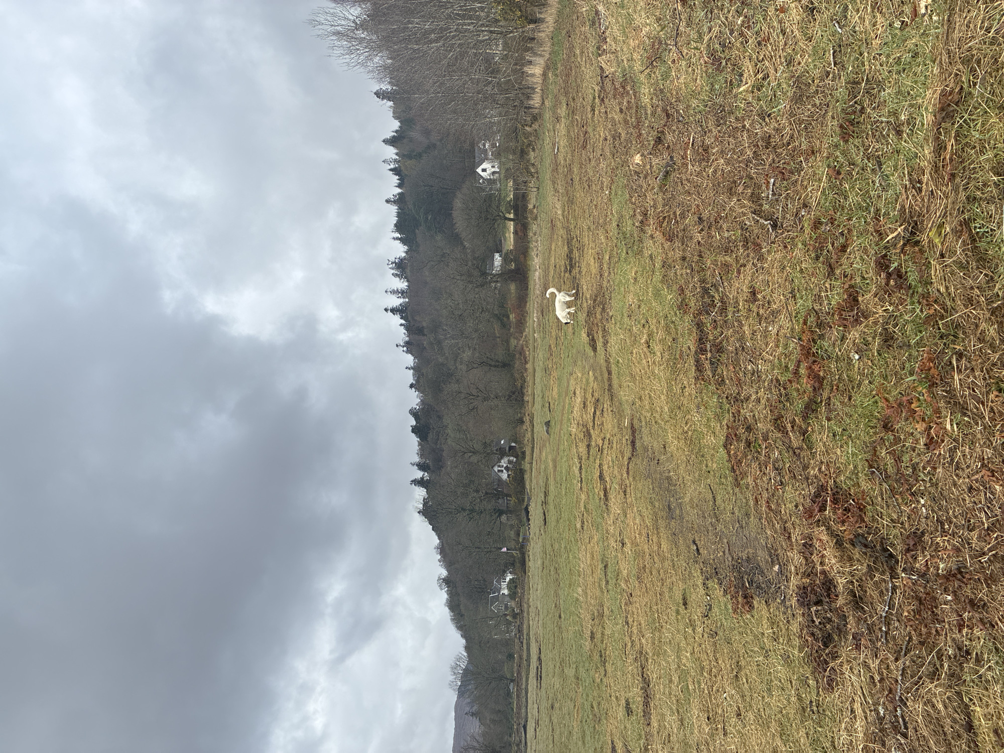 The image shows a grassy field on the outskirts of Strontian, United Kingdom, under a cloudy sky. A white dog is standing in the field, close to the tree line. Two white houses can be seen nestled amongst the trees on the hillside. The grass in the field is a mixture of green and brown.