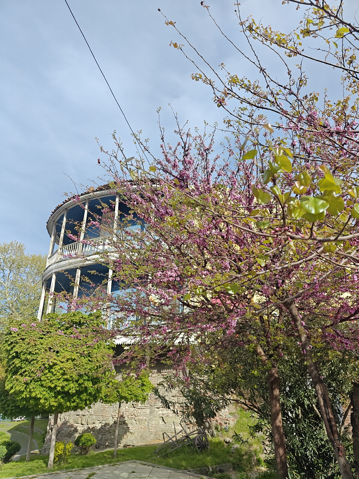 This image presents a vibrant outdoor scene in Tbilisi, Georgia, centered around a distinctive, multi-story round building. The building features ornate white wooden balconies with pillars and railings, framing a light blue interior on each floor. It is topped with a reddish-brown tiled roof, characteristic of traditional Georgian architecture.
In the foreground and mid-ground, a profusion of flowering trees with bright pink and purple blossoms dominates, suggesting the spring season. These trees also display fresh, light green leaves. Other green-leafed trees and lush foliage are scattered throughout the lower parts of the frame, including a manicured, spherical green tree to the left.
The setting is under a clear, bright blue sky with a few faint white clouds. A thin, dark cable or wire runs diagonally across the upper left portion of the sky. Below the building and trees, a rugged stone wall is visible, partially covered by green vegetation and grass. A small detail of a wooden cart wheel rests on the ground near the wall on the right. The image conveys a peaceful and picturesque atmosphere on a sunny day. There are no people or discernible text in the photograph.