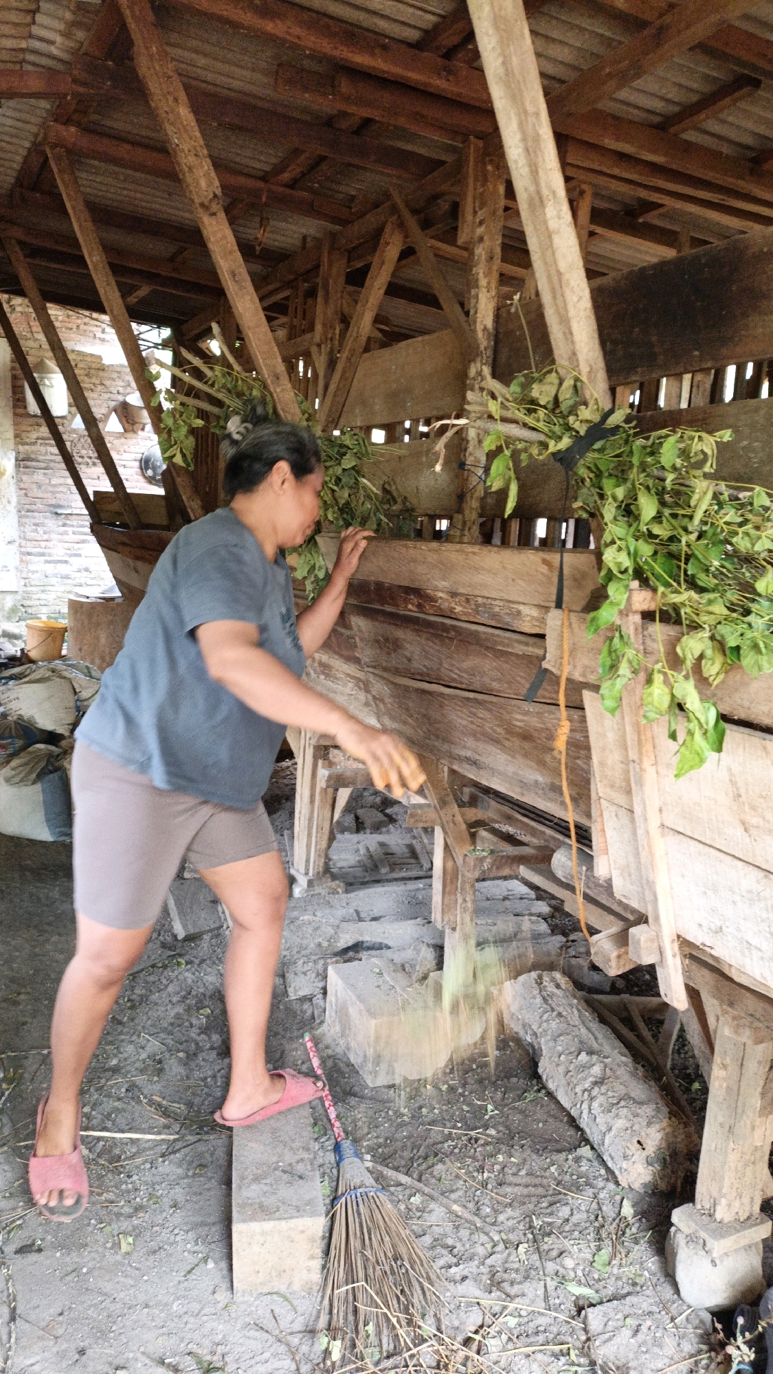 An adult, appears to be a woman, is standing to the left of a rustic wooden structure, possibly an animal shelter. She is wearing a dark blue t-shirt and light brown shorts, and pink sandals. Her hands are in motion, and she is interacting with the wooden structure. Green leaves are hanging from the top of the structure, and a broom is on the ground to her right, with some material being sifted from the structure onto the ground. The ground is dirt and debris. The structure itself is made of rough-hewn wood and appears to be elevated on wooden supports. The background shows more wooden beams and a glimpse of a brick wall. The overall scene suggests an agricultural or domestic setting in Suwawal Timur, Indonesia, with the woman engaged in a task related to animal care or feed preparation.