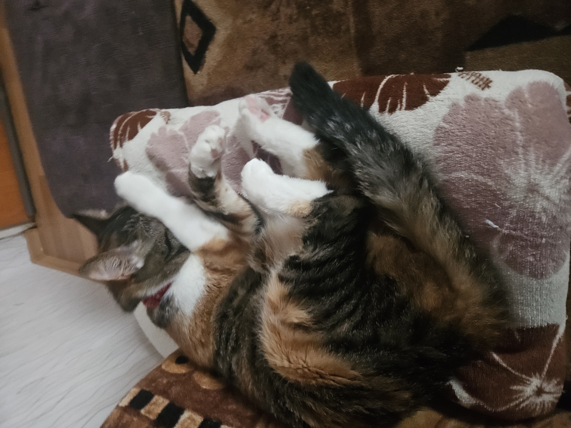 A domestic cat is seen resting comfortably indoors, likely in a home in Yambol, Bulgaria. The cat, exhibiting a calico or tortoiseshell pattern with patches of white, black, and various shades of brown and orange, is curled up on a patterned cushion. Its white paws are tucked near its face, suggesting deep relaxation or sleep. The cat's bushy tail, primarily black with some lighter streaks, curves upwards.
The cushion it rests on features a white background with prominent red and pink floral or abstract patterns. This cushion is placed on a larger piece of furniture, possibly a sofa or armchair, which is covered in a brown fabric with a subtle, geometric pattern. In the background, to the left, a dark grey or purple wall or furniture item is visible, alongside a section of a light-colored floor, possibly wood or laminate. The lighting appears soft and muted, indicating an indoor setting, potentially during the evening or in low light conditions. The overall atmosphere conveyed is one of tranquility and comfort. No visible text is present in the image.