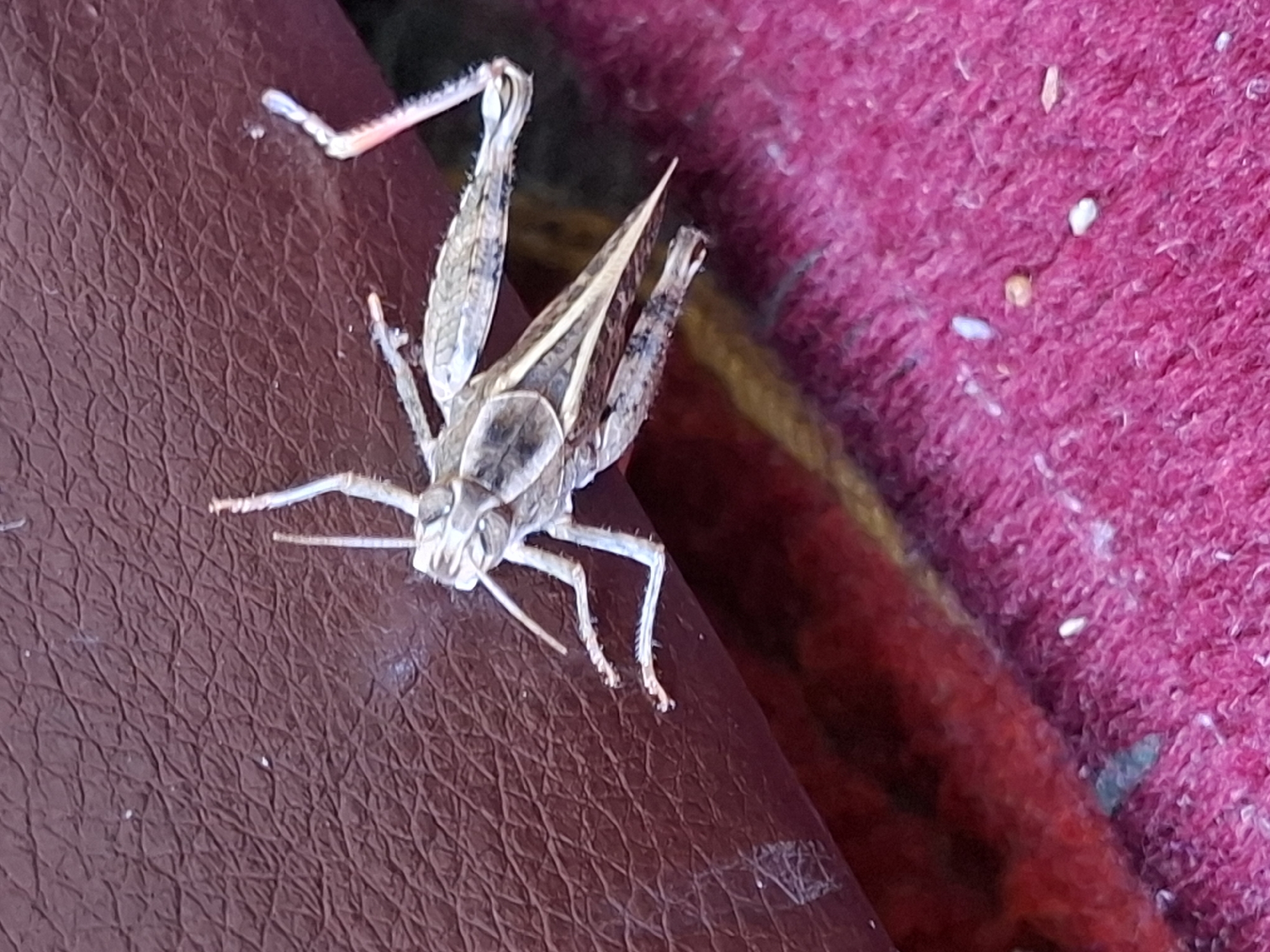 A dead grasshopper, likely a nymph, lies on its back on a textured, maroon surface, possibly leather. Its legs are splayed outwards, and its wings are partially visible. The grasshopper appears desiccated. In the background, a pink, fuzzy surface is visible, with some small white debris scattered across it. The lighting suggests an outdoor or well-lit indoor environment. No specific location within Jeti-Ögüz, Kyrgyzstan, can be identified from the image.