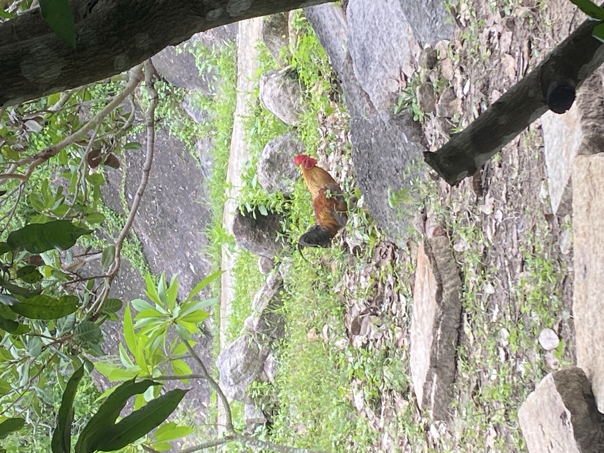 A chicken with brown and orange plumage and a red comb stands in a grassy, rocky area under trees. The chicken is facing to the right. The background consists of large rocks, green foliage, and tree branches. The foreground includes large rocks and fallen leaves. This scene appears to be in a park or natural area, possibly in Mũi Né, Vietnam, given the tropical vegetation and rocky terrain.