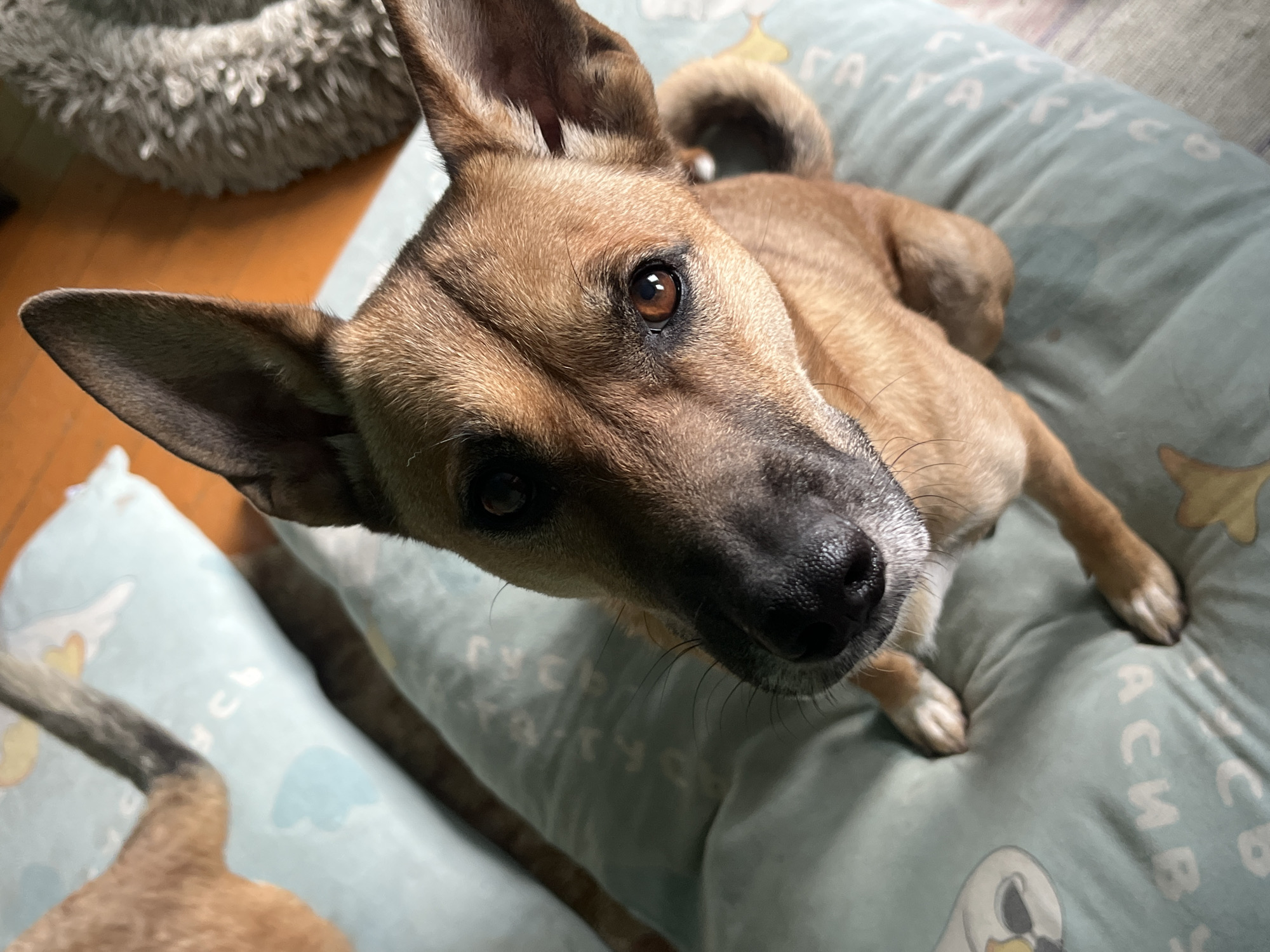 A brown dog with pointed ears and dark eyes is looking up at the camera. The dog is lying on a light blue pillow with a pattern of white clouds and yellow stars. In the background, a wooden floor is visible, and to the right, a shaggy gray dog bed. The image does not contain any elements that would allow for determining the location in Nizhny Tagil, Russia, or any specific city.