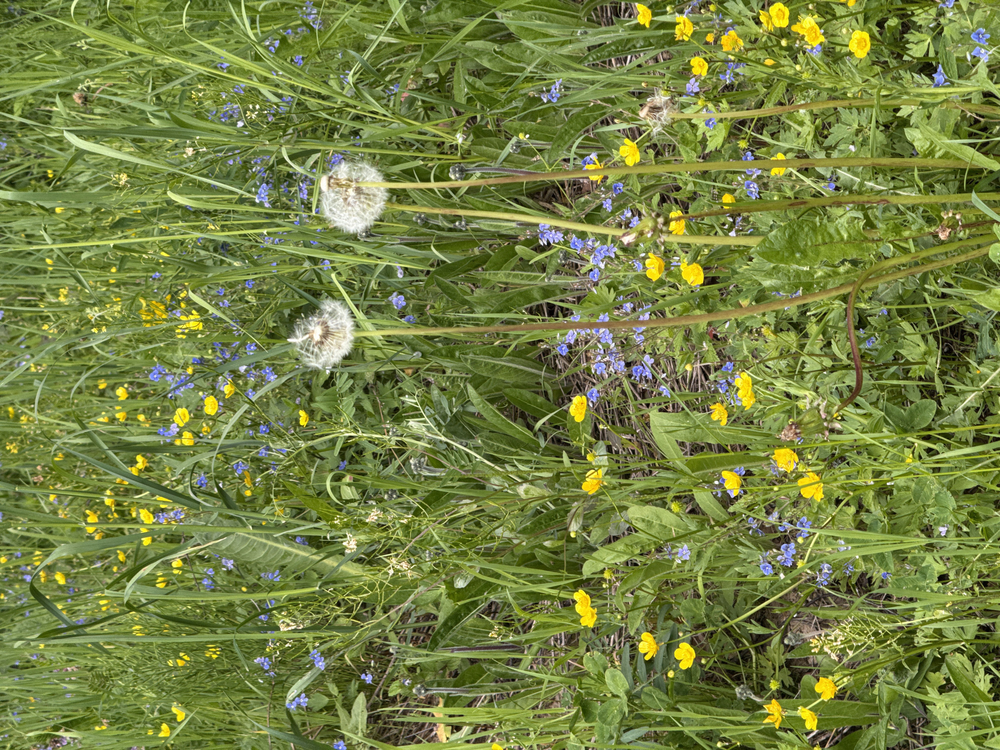 The image shows a patch of wildflowers and grasses, including dandelions gone to seed, yellow buttercups, and small blue flowers, likely speedwell. The scene appears to be a natural area, possibly a field or meadow. The location is Buzhaninovo, Russia.