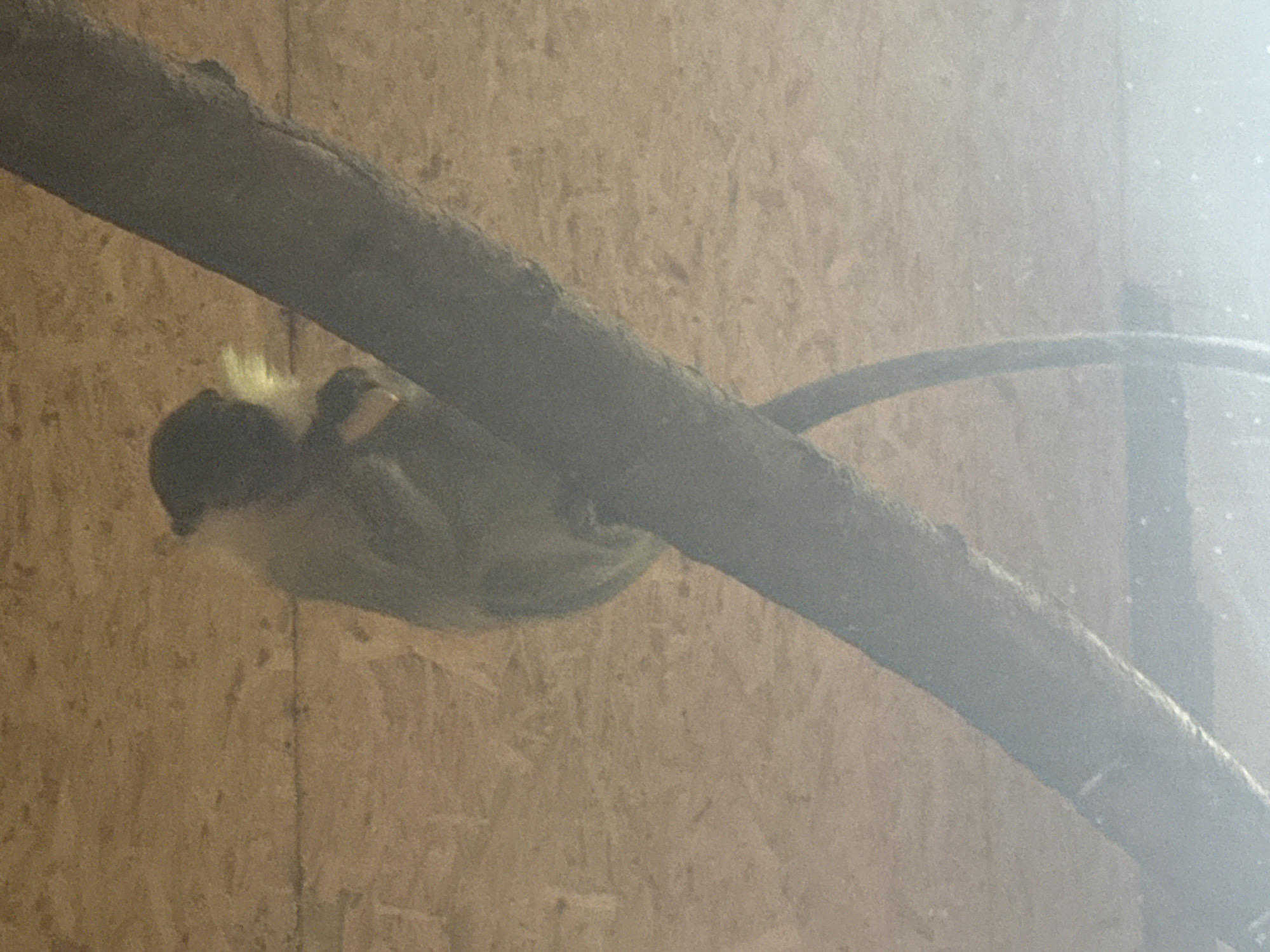 A monkey sits on a branch against a tan, textured background. The monkey is light-colored with dark features and is holding something yellow in its hands. A thick, dark branch runs diagonally across the image, obscuring parts of the monkey and the background. The background appears to be made of wooden planks. The image is slightly blurred and has a hazy quality, particularly in the lower half.