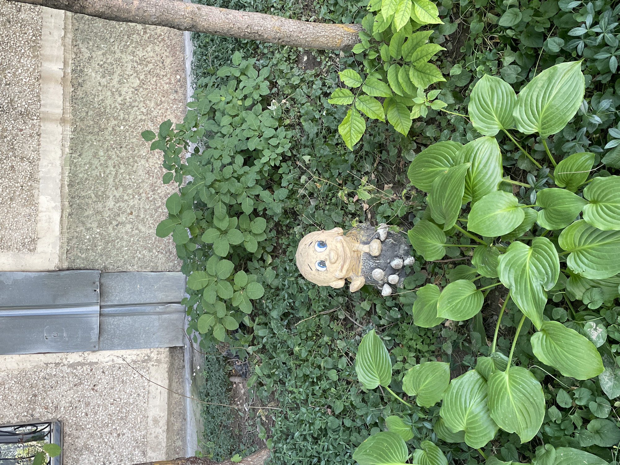 The image shows a small, light-colored garden gnome with blue eyes and an open mouth, seated on a stone base surrounded by lush green foliage. The gnome is positioned in a garden area with various plants, including hosta plants with large, heart-shaped leaves in the foreground. In the background, there is a building with a textured, pebbled facade and a large, metallic grey utility panel. A tree trunk is visible on the right side of the frame. The scene appears to be an outdoor setting, possibly a residential garden or public space in the city of Almaty, Kazakhstan.