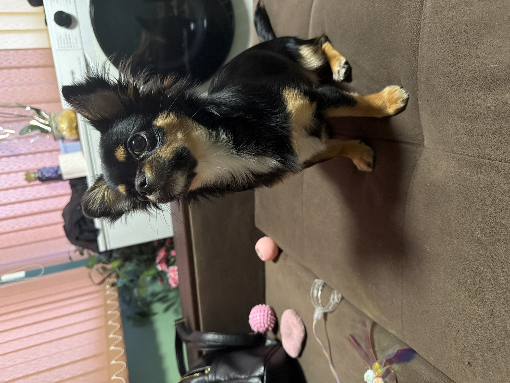 The image features a small, long-haired dog, likely a Chihuahua or a similar small breed, with a striking tri-color coat of black, tan, and white. The dog is positioned on a brown fabric sofa, looking directly at the viewer with large, dark, and attentive eyes. Its prominent ears stand upright, and its fur is particularly fluffy around its neck and ears. The dog's body is predominantly black with tan markings on its legs, muzzle, and above its eyes, complemented by a white chest and underbelly.
On the brown sofa near the dog, several small pet toys are visible, including a textured pink ball, a smoother pink ball, and a clear plastic toy with a feathered or ribbon-like attachment. Part of a black bag or purse is also visible below the sofa.
The background indicates an indoor setting, likely a living room or domestic space in Dragovishtitsa, Bulgaria. To the left, vertical window blinds with a warm, pinkish hue are visible, partially obscuring what appears to be green foliage and pink artificial flowers. In the upper left corner, a white appliance, possibly a washing machine or dryer, and a black circular object are discernible. The lighting suggests an interior setting, possibly under artificial light. The dog's expression conveys curiosity and attentiveness. There is no visible text in the image.