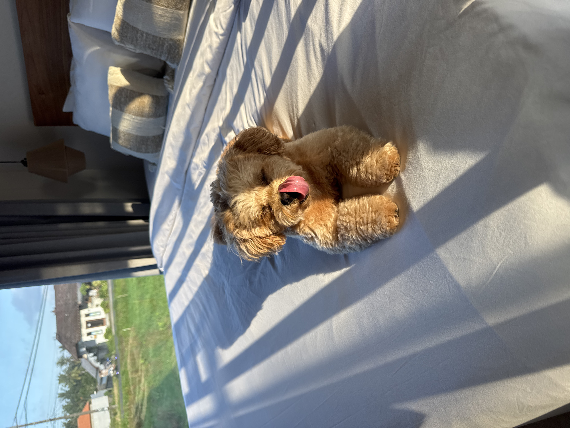 An outdoor shot shows a medium-sized, golden-brown dog lying on a white-sheeted bed with its tongue sticking out. The dog appears to be a purebred poodle or a poodle mix, with curly fur and a playful expression. The bed is positioned near a window that overlooks a rural landscape, with houses, palm trees, and lush green fields visible in the background. The sun is shining brightly, casting long shadows across the bed and creating a warm, inviting atmosphere. The scene is likely set in Tegallalang, Indonesia, a region known for its beautiful rice terraces and tranquil countryside.