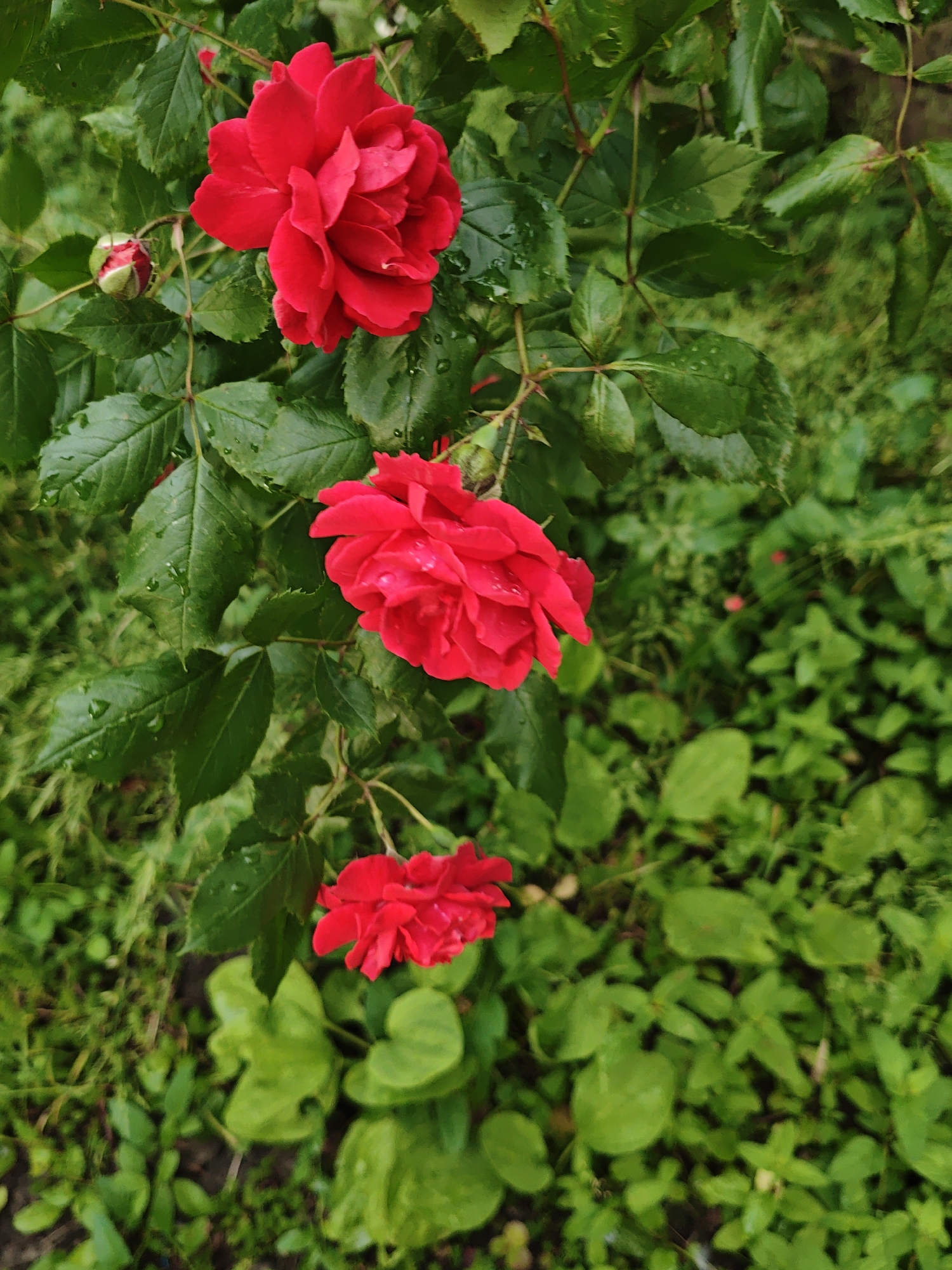 The image shows a cluster of three red roses in full bloom, with a single rosebud to the left, surrounded by lush green foliage. The roses have multiple layers of petals and appear slightly wet, possibly from rain. The background consists of more green leaves and some ground cover. There are no people or animals visible in the image. The setting appears to be a garden or park. The image does not provide any specific information that would allow for its localization to the city of Stavropol, Russia.