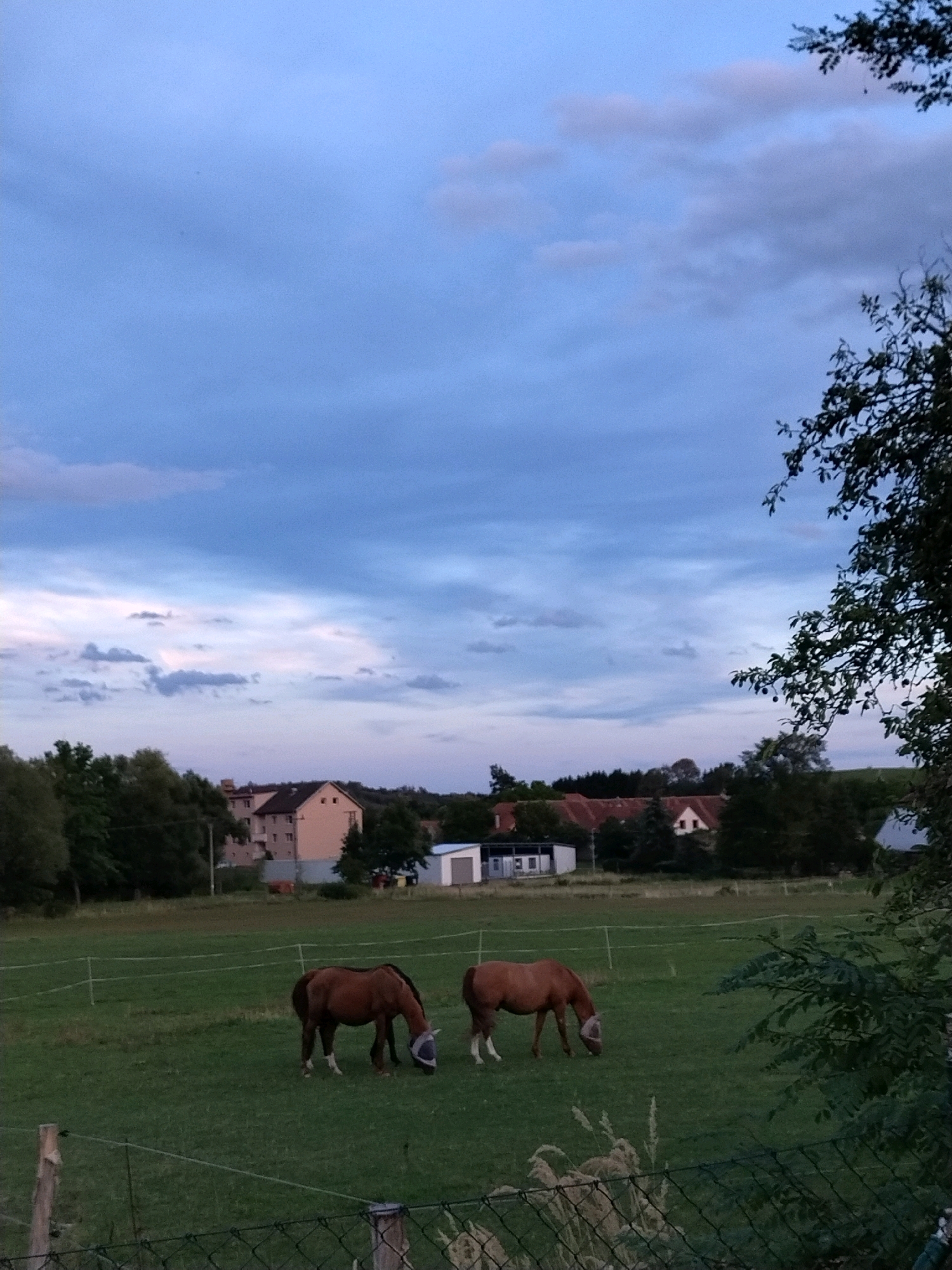 In a rural setting in Dobev, Czechia, two brown horses graze in a green pasture under a cloudy blue sky. The horses are equipped with fly masks. In the background, several residential buildings and trees are visible. A fence runs along the foreground of the image.