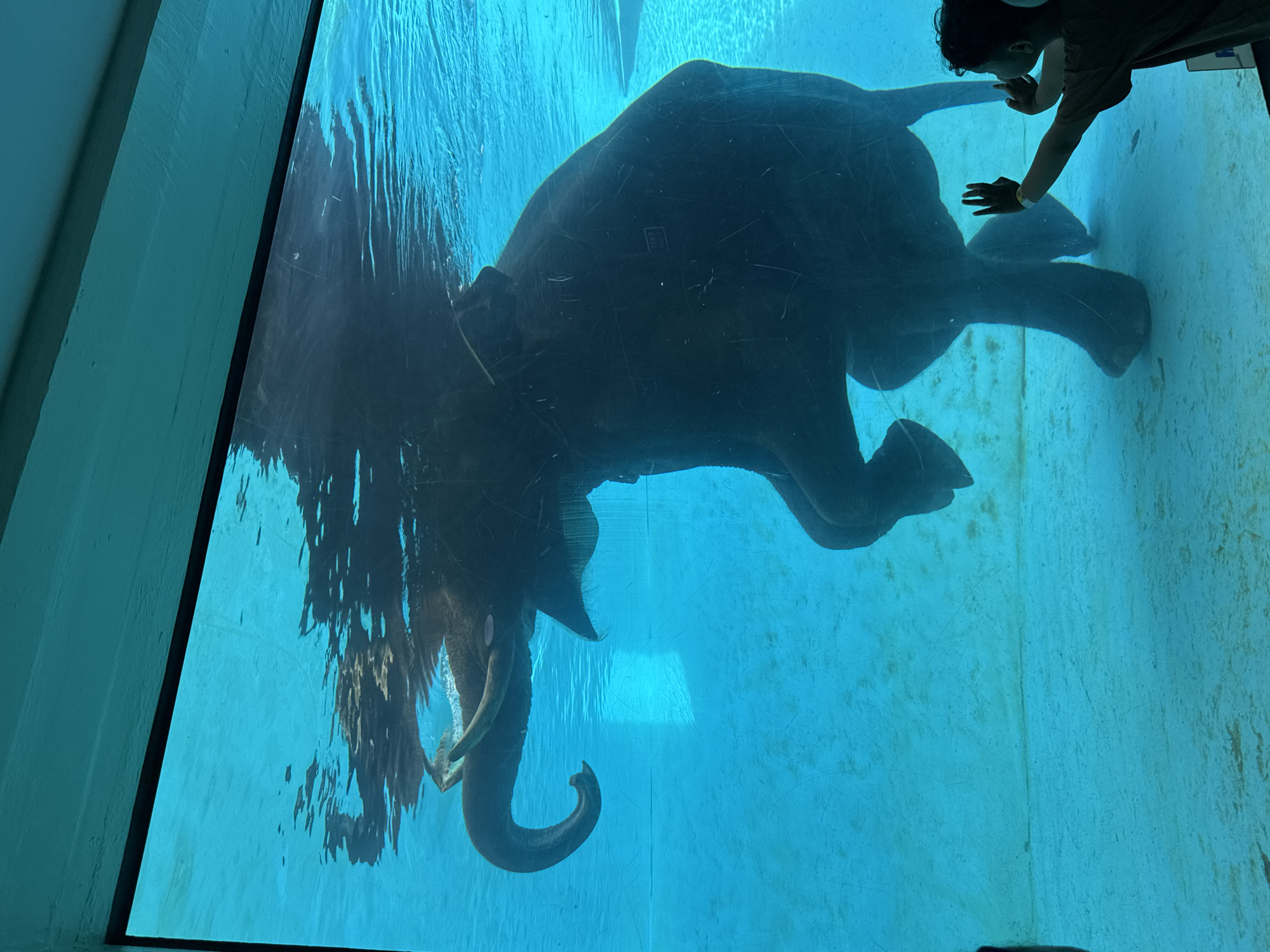 An elephant is swimming underwater in a large, clear blue pool. The elephant's trunk is curled upwards, and its tusks are visible. The elephant's legs are splayed out as it moves through the water. The surface of the water is rippled, and the elephant's reflection is visible on the surface. A young person is standing on the other side of the pool, looking at the elephant and raising their hand towards the glass. The scene appears to be at an aquarium or zoo in Bang Phra Subdistrict, Thailand.