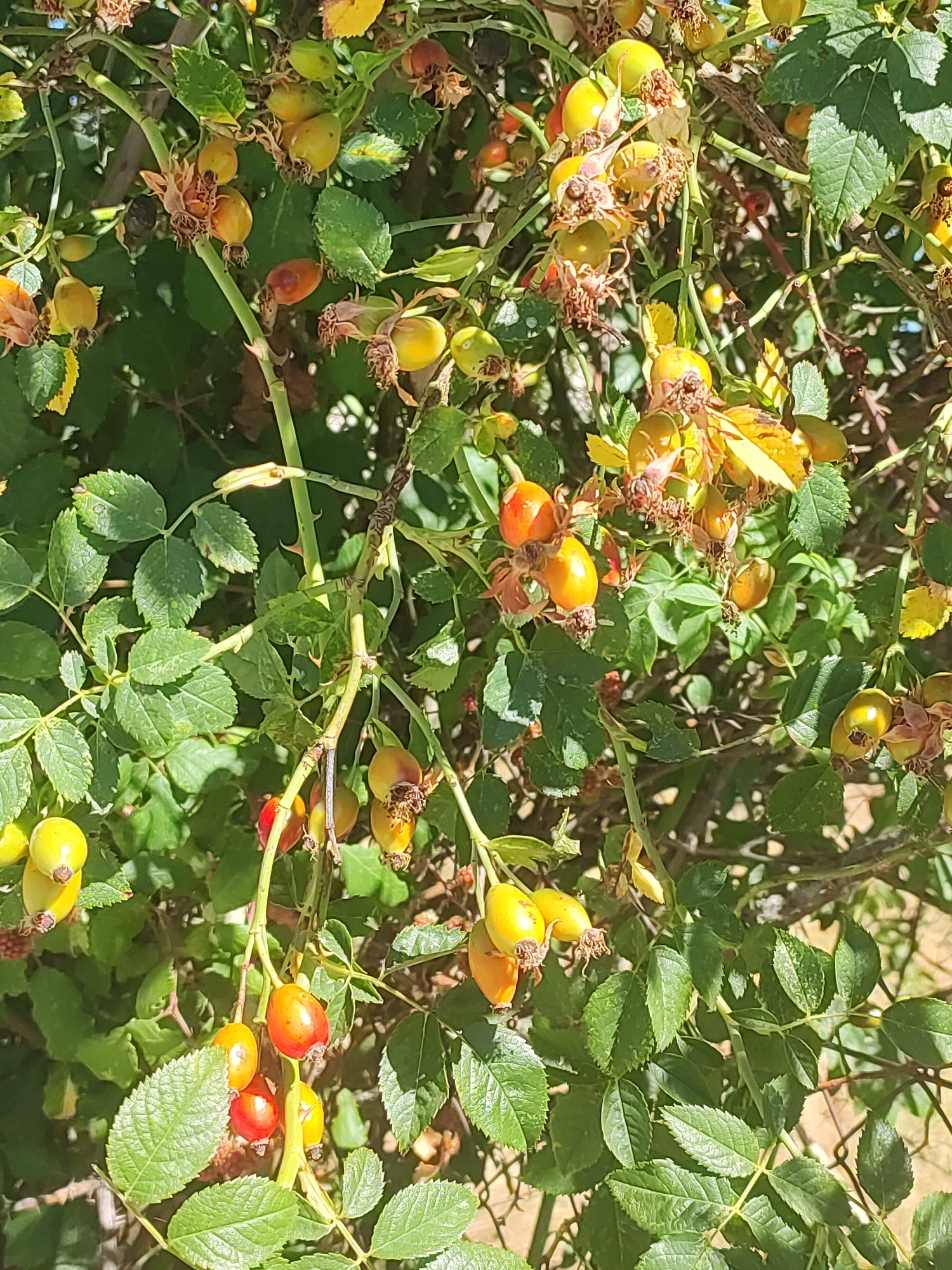 The image displays a close-up view of a rosehip bush with numerous ripe rosehips, varying in color from bright yellow to deep red, interspersed with green leaves. The rosehips are oval-shaped and hang in clusters on thorny branches. Some dried flower remnants are visible, attached to the stems. The background consists of more foliage and hints of a light-colored, possibly arid, environment, with dappled sunlight creating shadows. This scene is located in the municipality of El Gejo, within the natural area of Los Barruecos, in Sobradillo, Spain, a region characterized by its rugged natural landscapes.