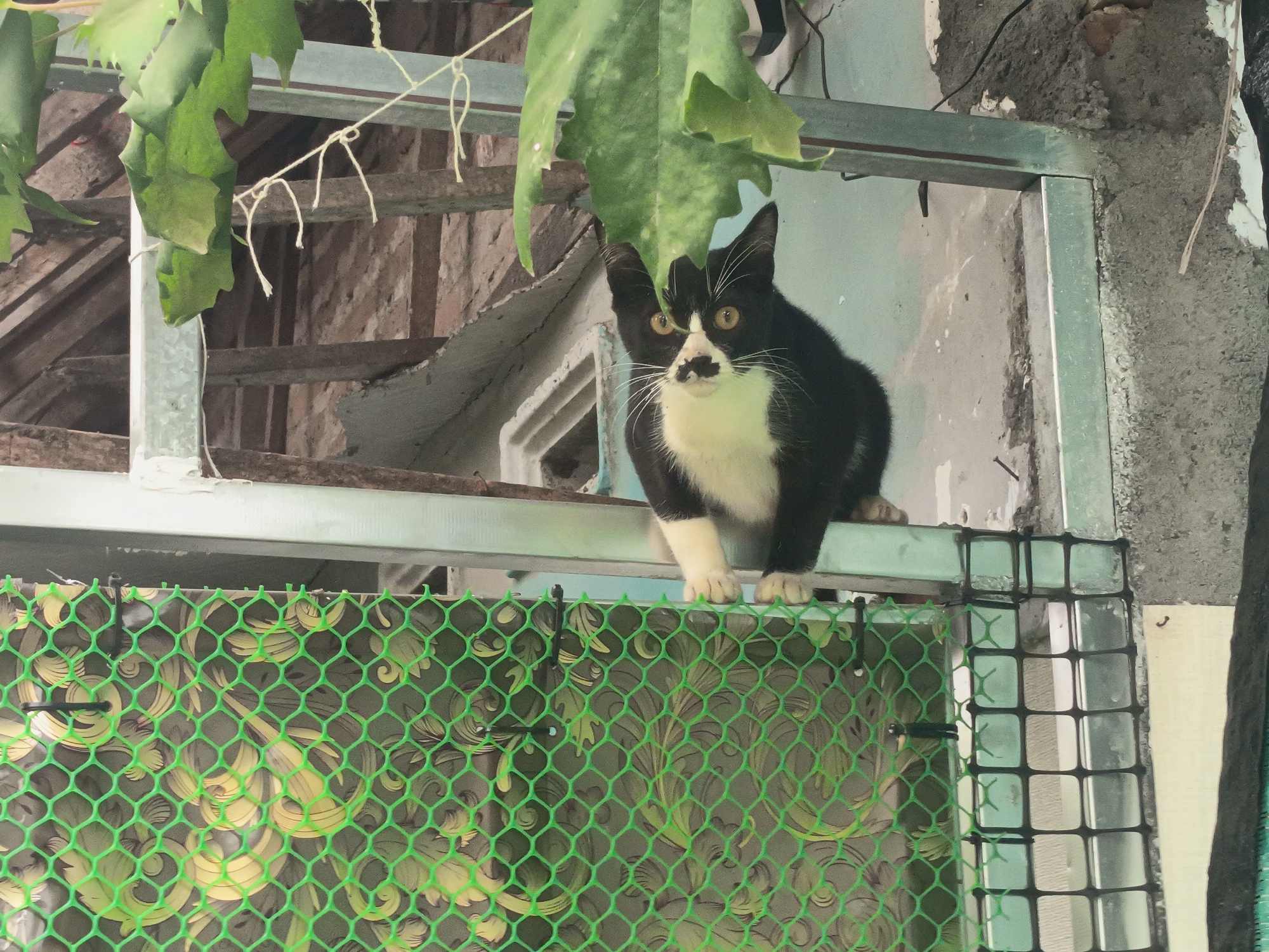 A black and white cat with yellow eyes is perched on a metal railing in an outdoor urban environment. The cat is facing forward, with its front paws resting on the railing. Behind the cat, there is a green mesh fence with a patterned design. The background shows a rough, textured wall, wooden planks, and some green leaves hanging from above. The scene appears to be in an alley or a less maintained area within the city of Kalipenggung, Indonesia.