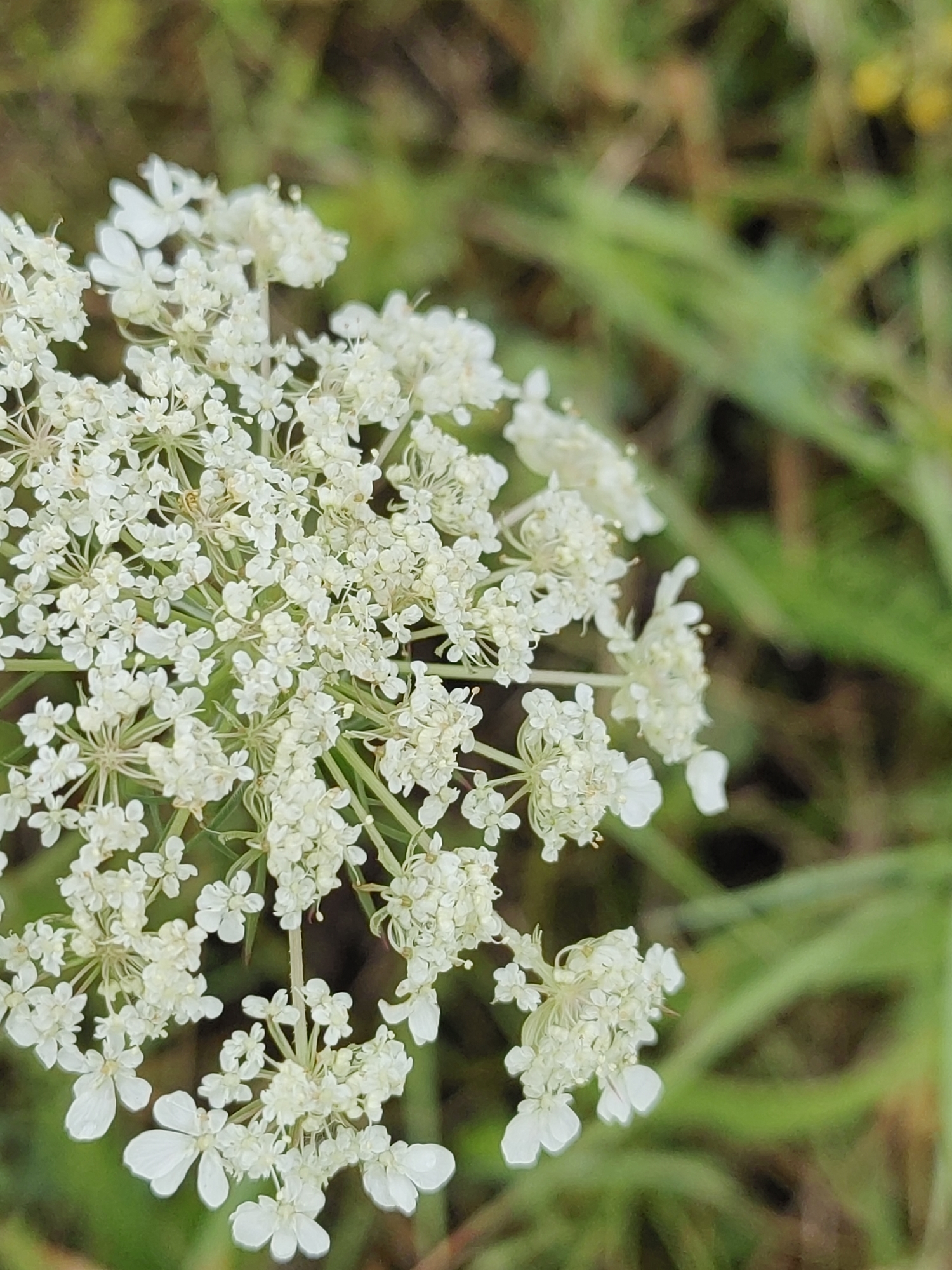 A close-up, shallow depth-of-field, eye-level shot of a white Queen Anne's Lace flower with a blurred green and brown background. The flower is in focus and its delicate petals are clearly visible. The background consists of out-of-focus grass and foliage, suggesting an outdoor setting in Hrodna, Belarus. No people or animals are present in the image. The lighting is natural and diffused.