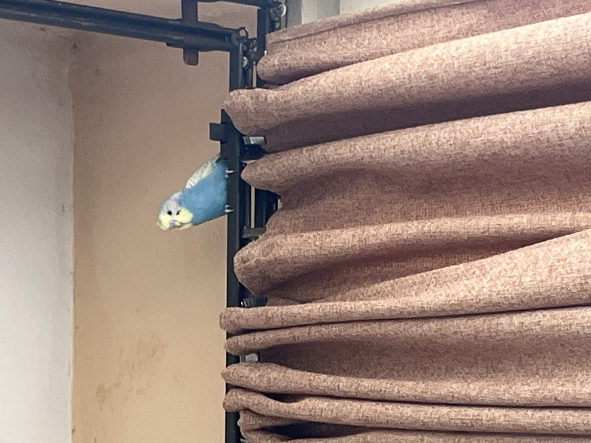 A blue parakeet clings to a black metal fixture, likely part of a curtain or blind mechanism. Adjacent to the fixture is a large expanse of horizontally pleated fabric, possibly curtains or blinds, in a light brown or beige color. The background reveals a wall with a two-toned effect, featuring a light beige or off-white section above and a darker beige or tan section below. The image lacks specific details to confirm a location in Varna, Bulgaria. There are no people present.