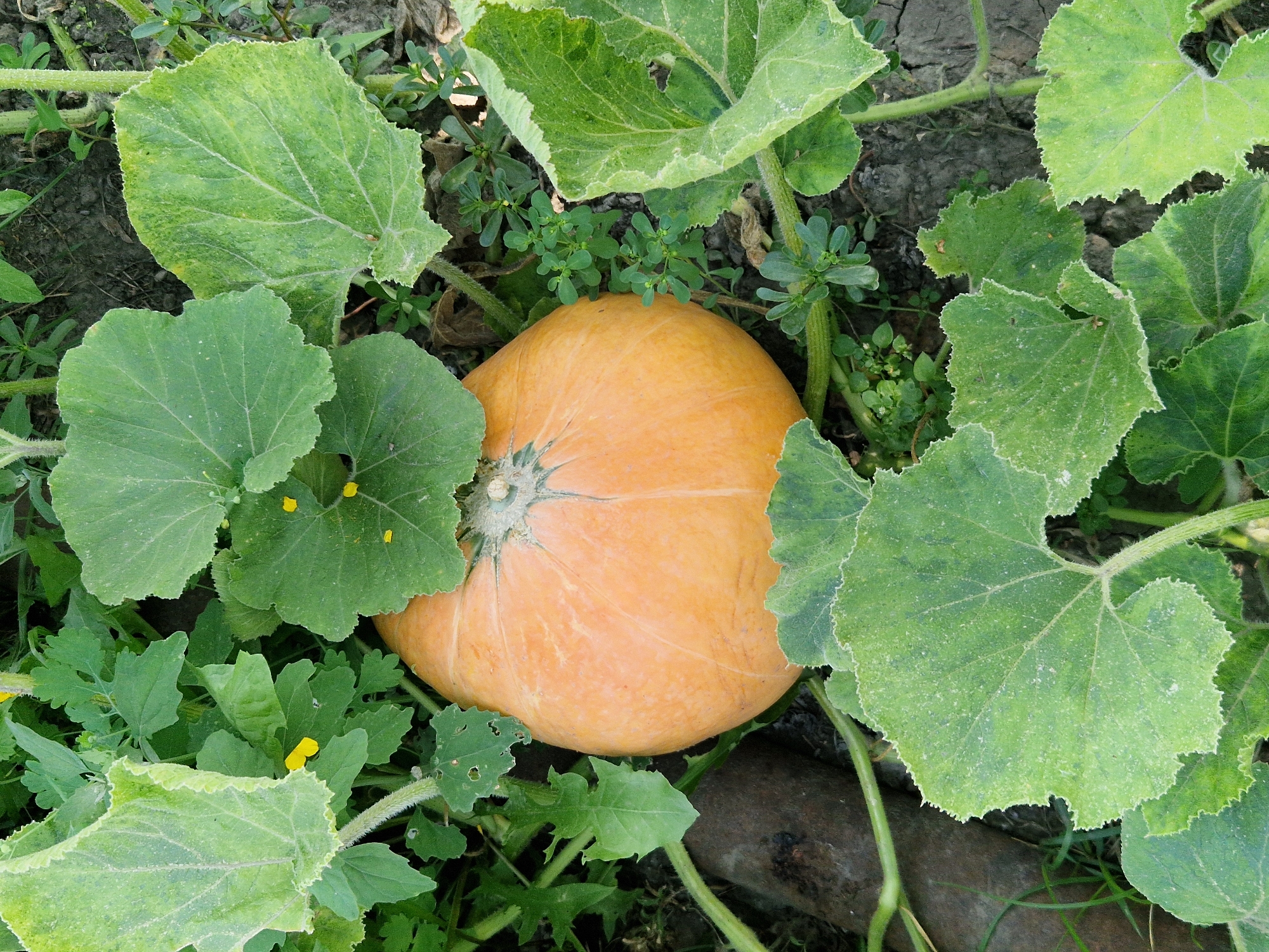 An overhead shot of a ripe orange pumpkin nestled amongst large, green, lobed leaves of a pumpkin plant. Some of the leaves have small yellow flowers and tiny yellow specks of pollen. The ground beneath the plant is visible in places, showing dark soil with dry patches and some low-lying green weeds. A dark, cylindrical object, possibly a piece of wood or a root, lies horizontally on the left side of the frame. The scene is outdoors.