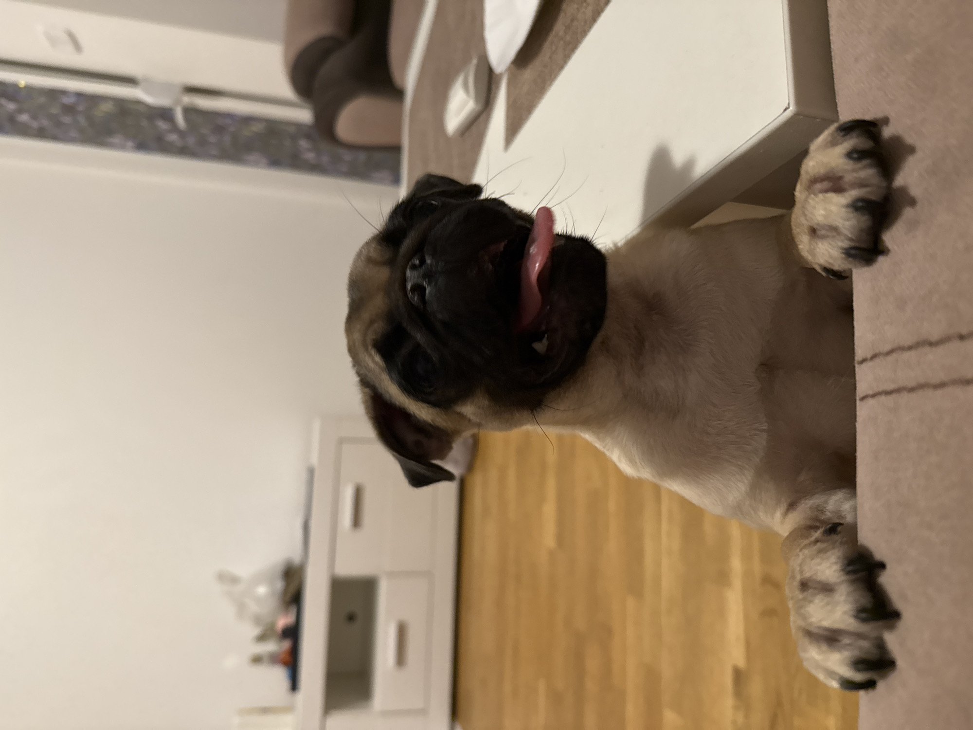 A fawn-colored pug puppy is shown close-up, with its front paws resting on a textured, rose-colored surface. The puppy's mouth is open, and its pink tongue is sticking out. Its ears are floppy, and its dark eyes are looking upwards. The background is blurred, but appears to be an indoor setting with wooden flooring and white furniture. A small portion of a dining table is visible in the foreground, with a white object and a white plate on it.