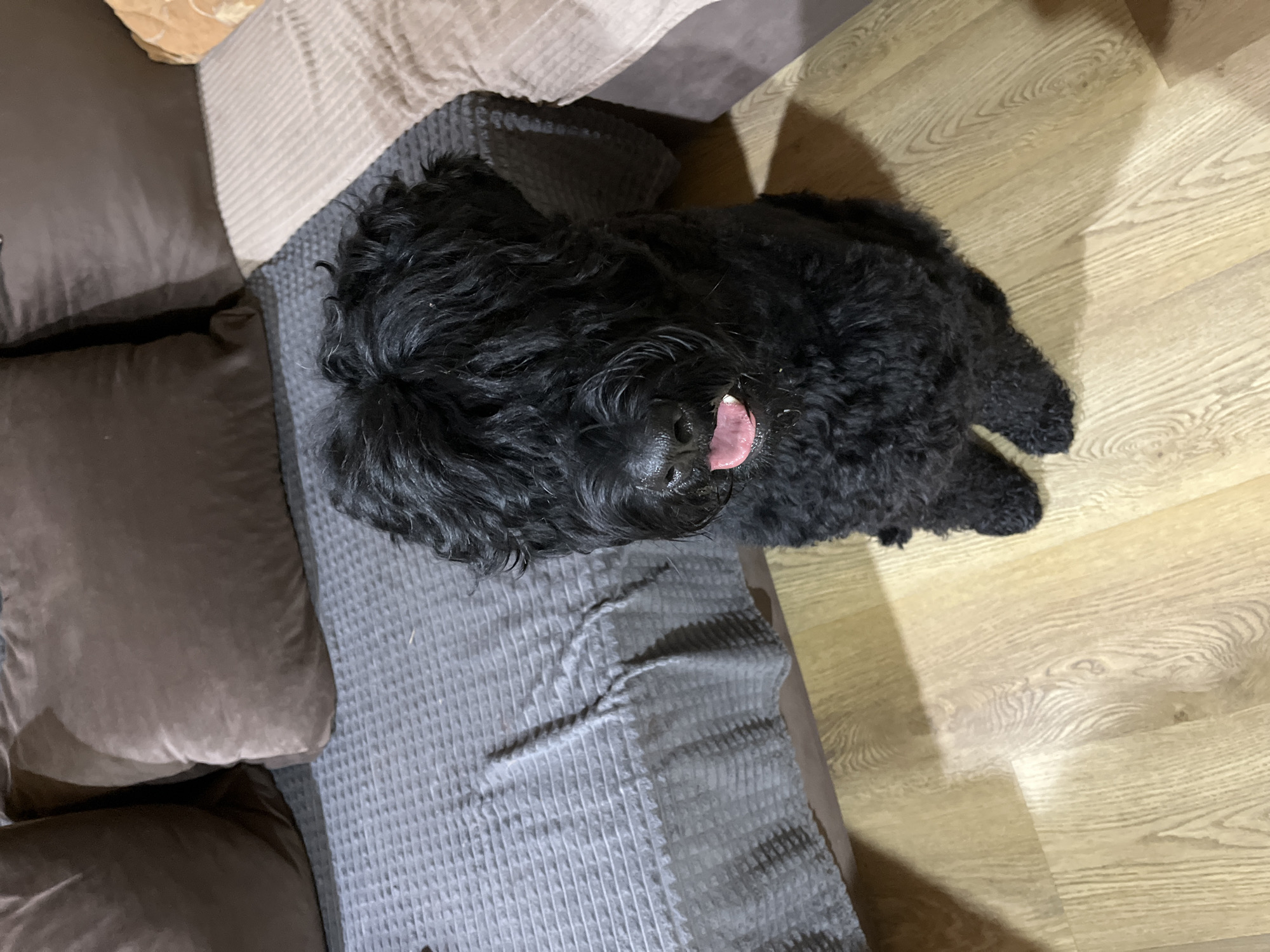 A fluffy black dog with its tongue out sits on a light-colored wooden floor in front of a couch in what appears to be a residential setting. The couch is covered with a gray textured blanket, and several brown throw pillows are visible on the back of the couch. The dog's face is partially obscured by its fur, but its eyes appear to be looking forward. The lighting suggests an indoor environment. The image does not contain any elements that can determine its location in Nagorny, Russia.