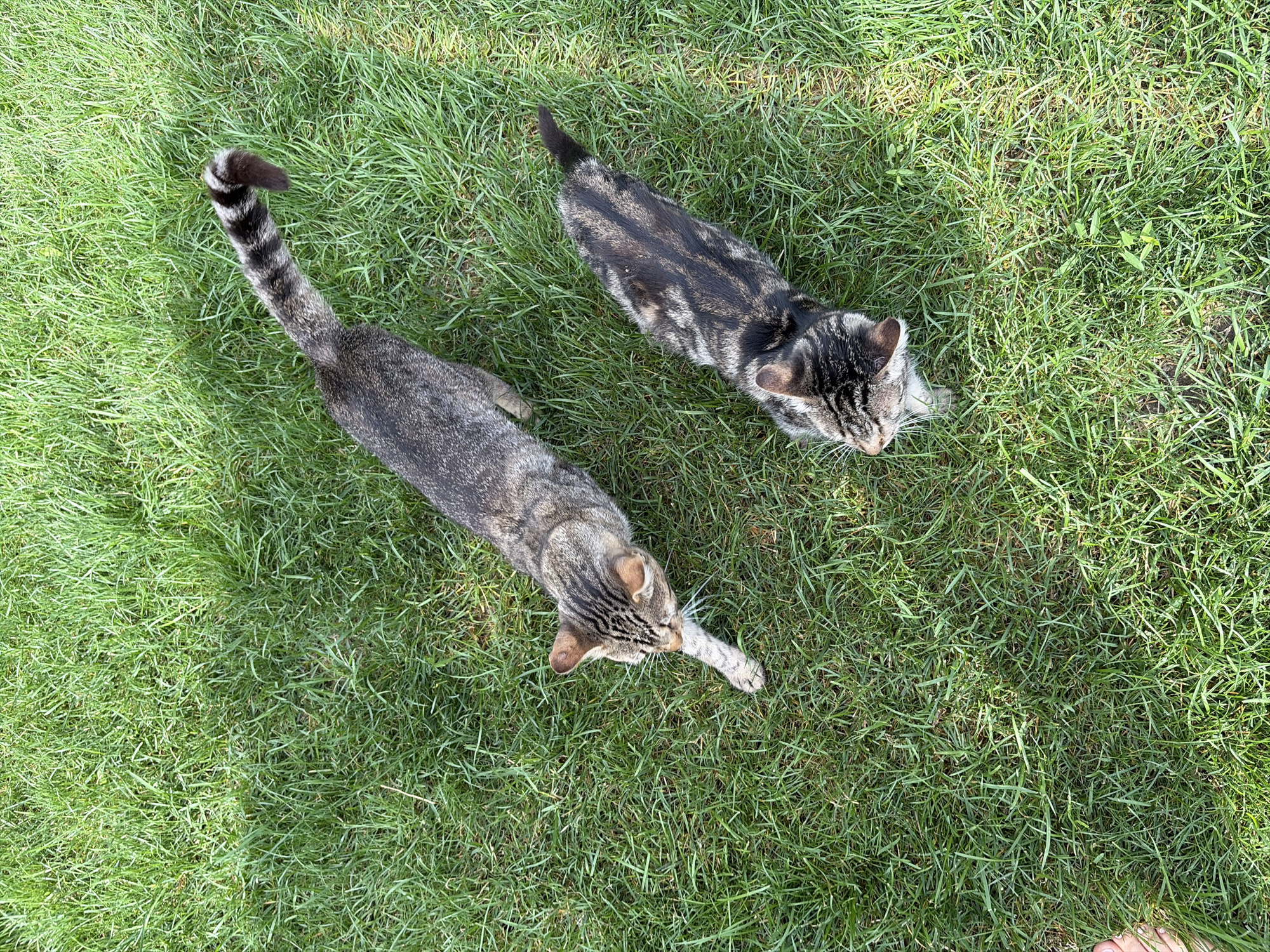 Two tabby cats are shown from a high-angle shot on a green grassy lawn, a location that can be specified as Oxentea, Moldova. The cat on the left is larger and its body is mostly visible, extending towards the bottom left of the frame. Its tail is long, striped, and held high with a curled tip. The cat on the right is smaller and is positioned to the right and slightly below the first cat, with its body more towards the center of the frame. Its tail is short and dark. Both cats are facing away from the viewer, with their heads turned to the left. The grass is well-lit, with shadows suggesting it is daytime. A small portion of a human foot is visible at the bottom left corner of the image.