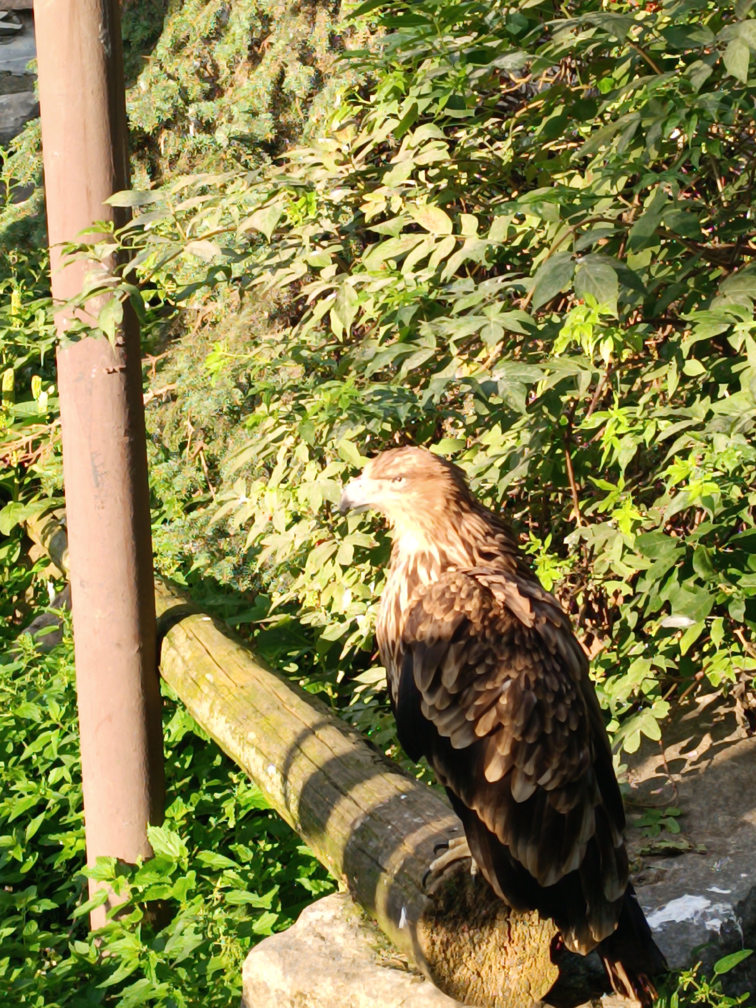 A medium shot captures a brown eagle perched on a rough-hewn wooden beam, positioned diagonally across the frame from the lower left to the upper right. The eagle faces left, its head turned slightly forward, with sharp, light-colored eyes and a hooked beak. Its plumage is a mix of dark brown and lighter tan feathers, with a distinctive speckled pattern on its chest and wings. The eagle's talons grip the beam, which appears weathered and marked with lichen.
Behind the eagle, a dense, verdant background of lush green foliage forms a natural wall. The leaves are varied in shape and size, creating a rich tapestry of textures. Sunlight filters through the leaves, casting dappled shadows on the scene. To the left of the eagle and beam, a thick, round, brown post stands vertically, partially obscured by the surrounding greenery. The post appears to be made of wood, possibly a fence post or part of a structure. The ground beneath the beam is a mix of smaller green plants and rocks, with a large, lighter-colored rock visible in the lower right corner. The overall impression is one of a wild or semi-wild environment, possibly a zoo enclosure or a nature reserve.