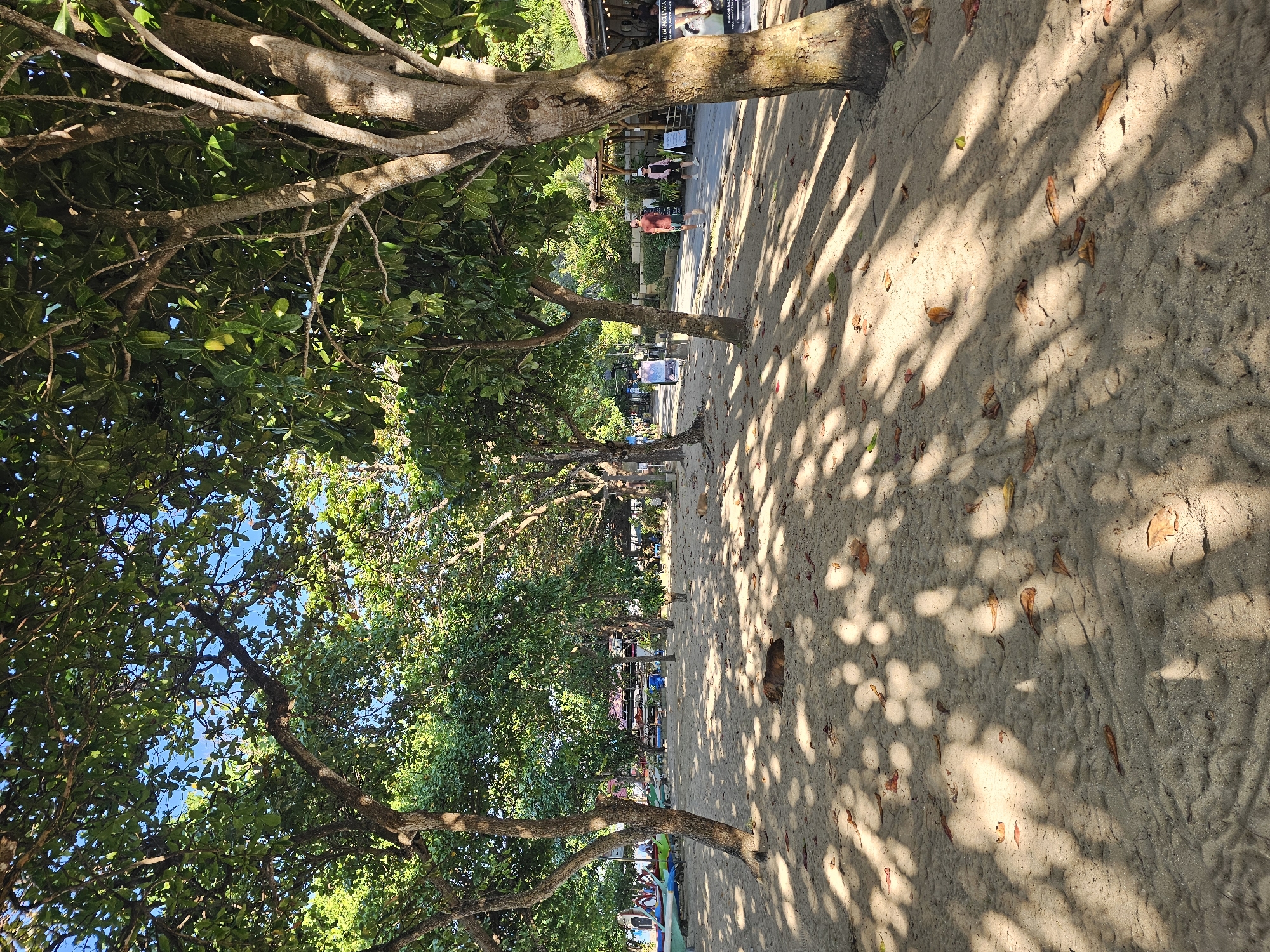 The image depicts a beach scene likely in Denpasar, Indonesia, based on the tropical vegetation and the overall environment. The photo is taken from ground level, looking down a sandy pathway lined with trees. Sunlight filters through the foliage, creating dappled patterns of light and shadow on the sand. Several fallen leaves are scattered across the sand.
In the background, there is a paved walkway with a few people visible, some of whom are walking. There are also buildings and signs suggesting a commercial area near the beach. Trees with leafy canopies dominate the view to the left.
The image does not capture any specific interactions, but presents a general sense of a relaxed and sunny beach environment. There are a couple of cats resting on the ground.