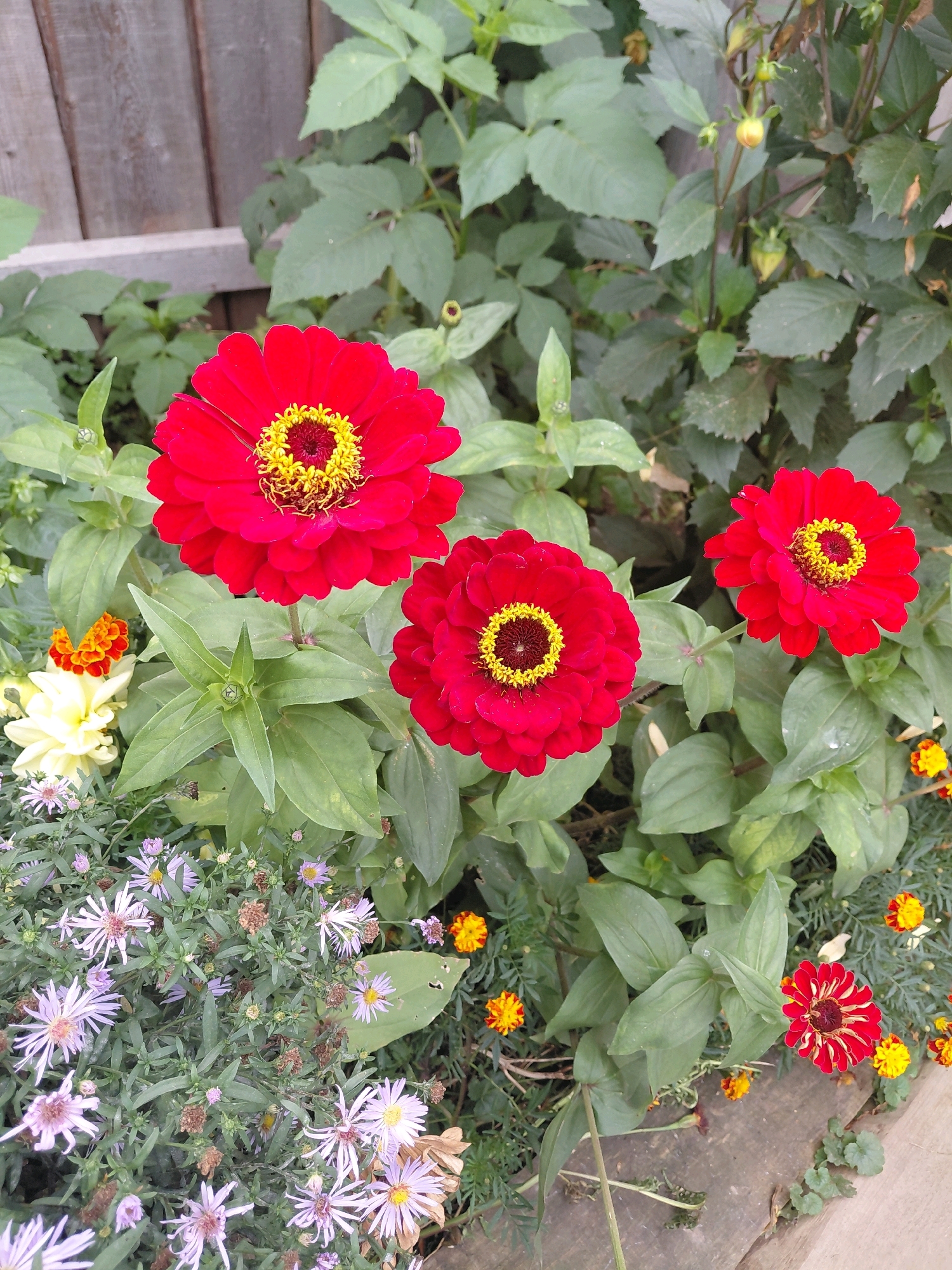 A high-angle, full shot captures a vibrant garden scene against a rustic wooden fence in Malinovka, Russia. In the foreground, a cluster of red zinnias with yellow centers command attention, their petals unfurling in a display of natural beauty. Surrounding them, a medley of smaller flowers adds pops of color: delicate purple asters, bright orange marigolds, and a creamy white dahlia. The lush green foliage of various plants provides a verdant backdrop, interspersed with the occasional budding flower or seed head. The scene is set on a slightly overcast day, with natural light illuminating the garden's rich palette. The composition is dense and lively, with no people present, emphasizing the natural beauty of the flora.