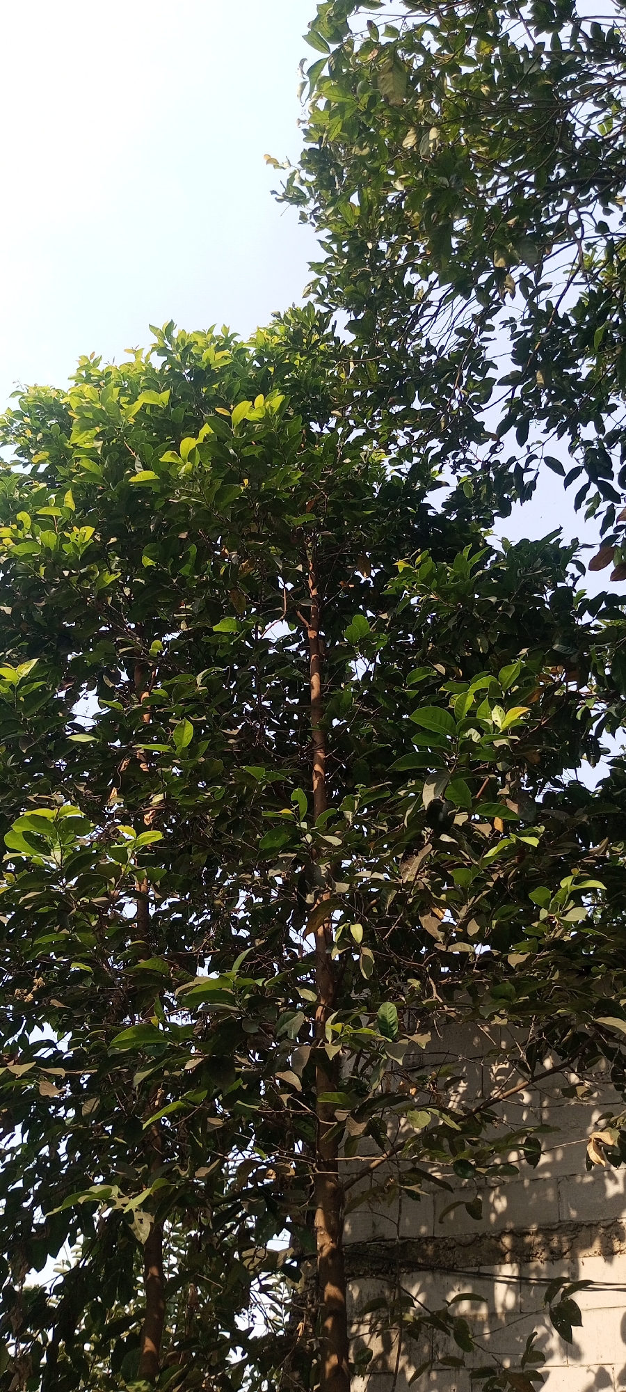 The image shows a close-up view of a tree with dense green foliage against a bright sky. The tree has several visible trunks and branches, and the leaves are predominantly dark green with some lighter green leaves scattered throughout. Sunlight filters through the leaves, creating dappled shadows. In the background, there is a wall constructed of concrete blocks, casting shadows from the tree's branches onto its surface. The image appears to be taken outdoors during the day. The location of Taman Rahayu, Indonesia, is mentioned, suggesting this scene is within that area. There are no people or animals visible in the image.