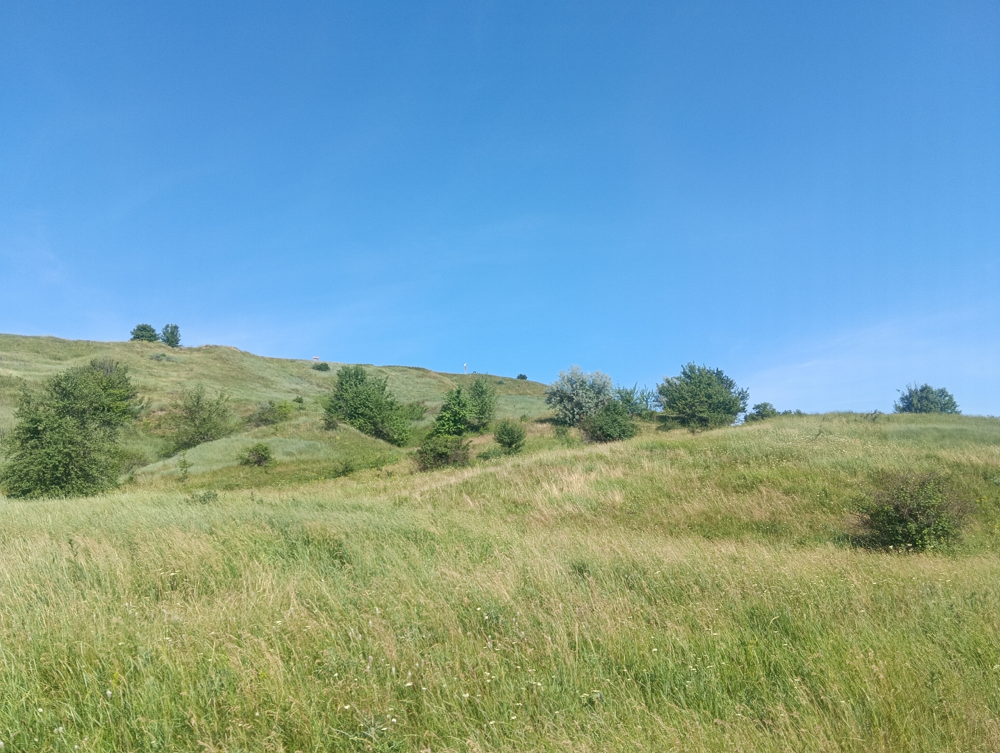 The image depicts a vast, undulating grassy hill under a clear, bright blue sky. The foreground is dominated by tall, dry grass swaying in the wind, with scattered white wildflowers visible amongst it. The middle ground features a greener, more vibrant slope dotted with various trees and bushes. Some trees are clustered together, while others stand alone. A few smaller bushes are interspersed on the hillside. In the distance, the crest of the hill is visible, also covered in green vegetation and a few more trees. The overall impression is a natural, open landscape, likely a meadow or prairie. There are no people or man-made structures readily apparent in the scene.