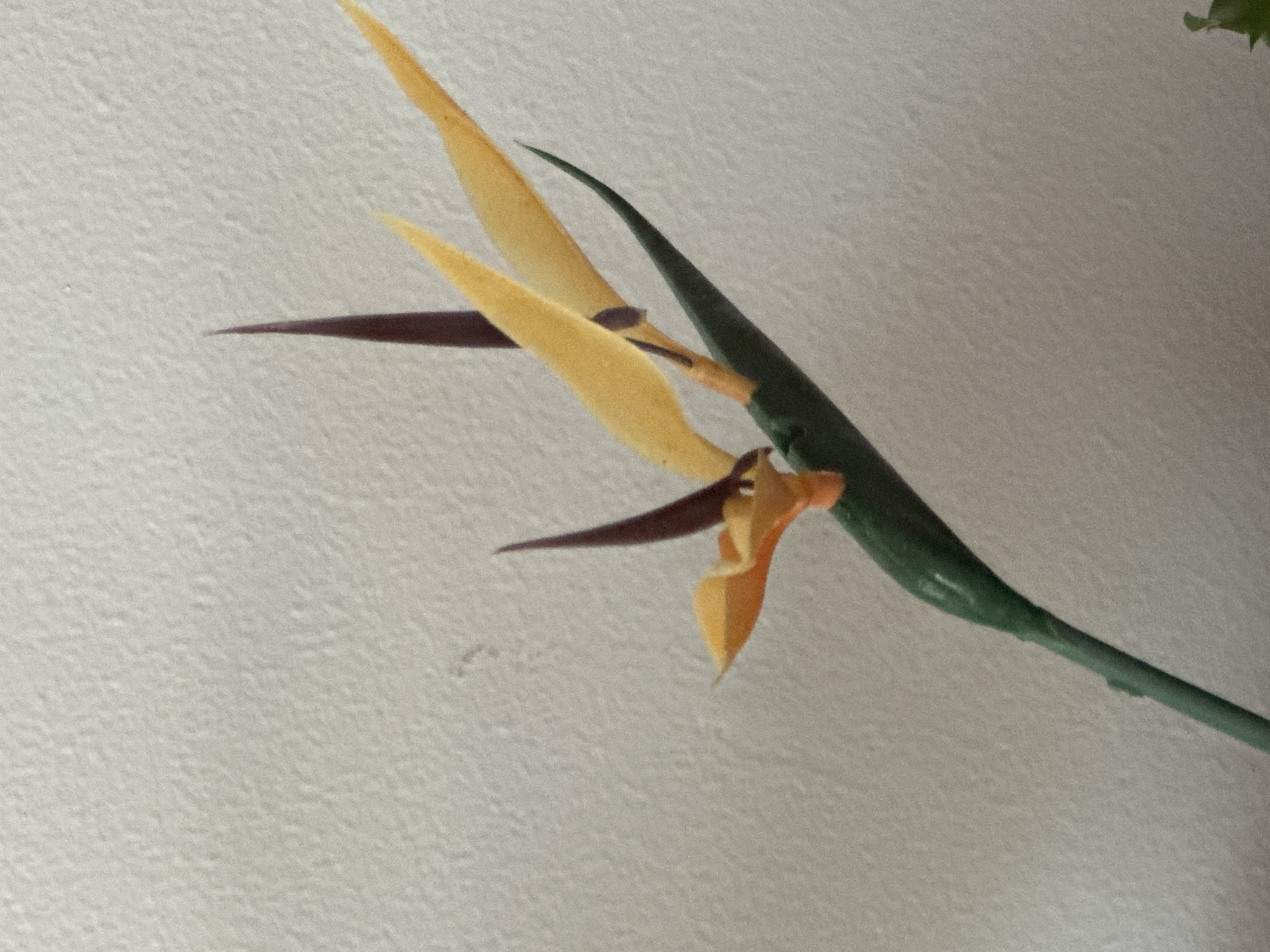 A close-up, low-angle shot shows a portion of a bird of paradise flower against a textured, off-white background. The flower is green at the stem and bracts, with bright yellow petals and dark purple sepals. The image is likely taken indoors, as the lighting appears to be artificial and the background texture resembles a wall. There is no indication of the city of Trieste, Italy.