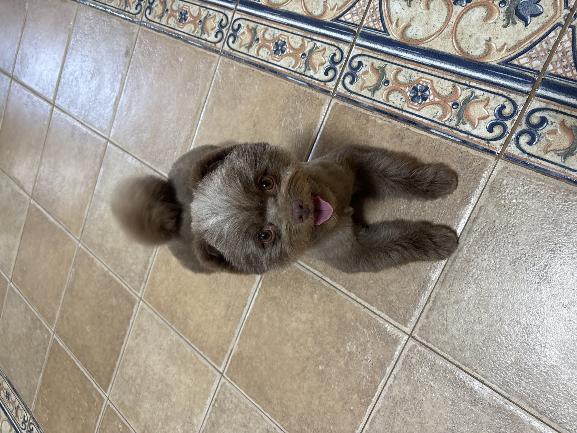 A small brown dog with a fluffy tail stands on a tiled floor. The dog is facing the camera with its tongue slightly out. The floor is made of square, beige tiles with decorative patterned tiles on the right side of the image. The setting appears to be indoors. There are no people visible in the image. The location is specified as Novoarkhangelskoye, Russia.