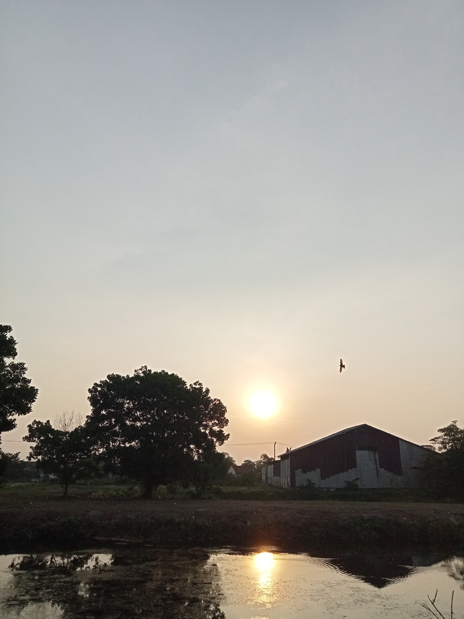 The image depicts a rural landscape at sunset in Teluk Kenidai, Indonesia. The sun, a bright orb, is low in the sky, casting a warm glow and reflecting on the surface of a body of water in the foreground. Silhouetted against the sky are trees on the left and right sides of the frame, with a large, dense tree dominating the left-center. In the middle ground, a long, low building with a corrugated metal roof and walls stands to the right of the central tree. A lone bird is captured in flight in the upper right quadrant of the image, soaring in the hazy sky. The overall atmosphere is serene and tranquil, characteristic of a rural evening.