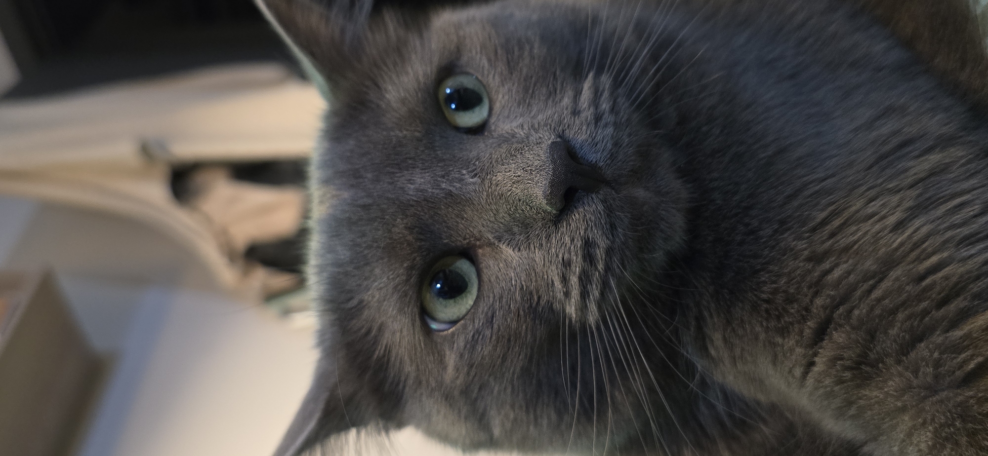 A close-up, head-on, vertical shot features a grey cat with green eyes. The cat's face fills the majority of the frame, with its ears pointed upwards and forward. The background is out of focus, showing soft, muted colors that suggest an indoor environment. There is no indication of the city of Vratsa, Bulgaria, or any specific urban setting. The image focuses solely on the cat's facial features.
