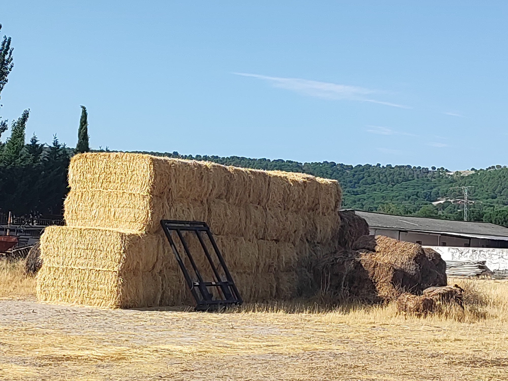 This image captures a rural scene in Traspinedo, Spain, likely on a farm. The foreground is a dry, straw-covered field under a clear blue sky. Dominating the center of the frame are several large, rectangular hay bales, stacked two high on the left and a larger, contiguous pile to the right. Adjacent to the stacked bales is a dark, metal farming implement, possibly a rack or frame, leaning against the hay. In the middle ground, a long, low-lying building with a dark roof and white walls is visible, suggesting agricultural or storage facilities. Behind the building, a lush, green, tree-covered hillside forms the backdrop, with a single tall, thin evergreen tree standing out against the foliage to the left of the main hay stacks. The overall impression is one of a harvested field on a bright, sunny day in Traspinedo.