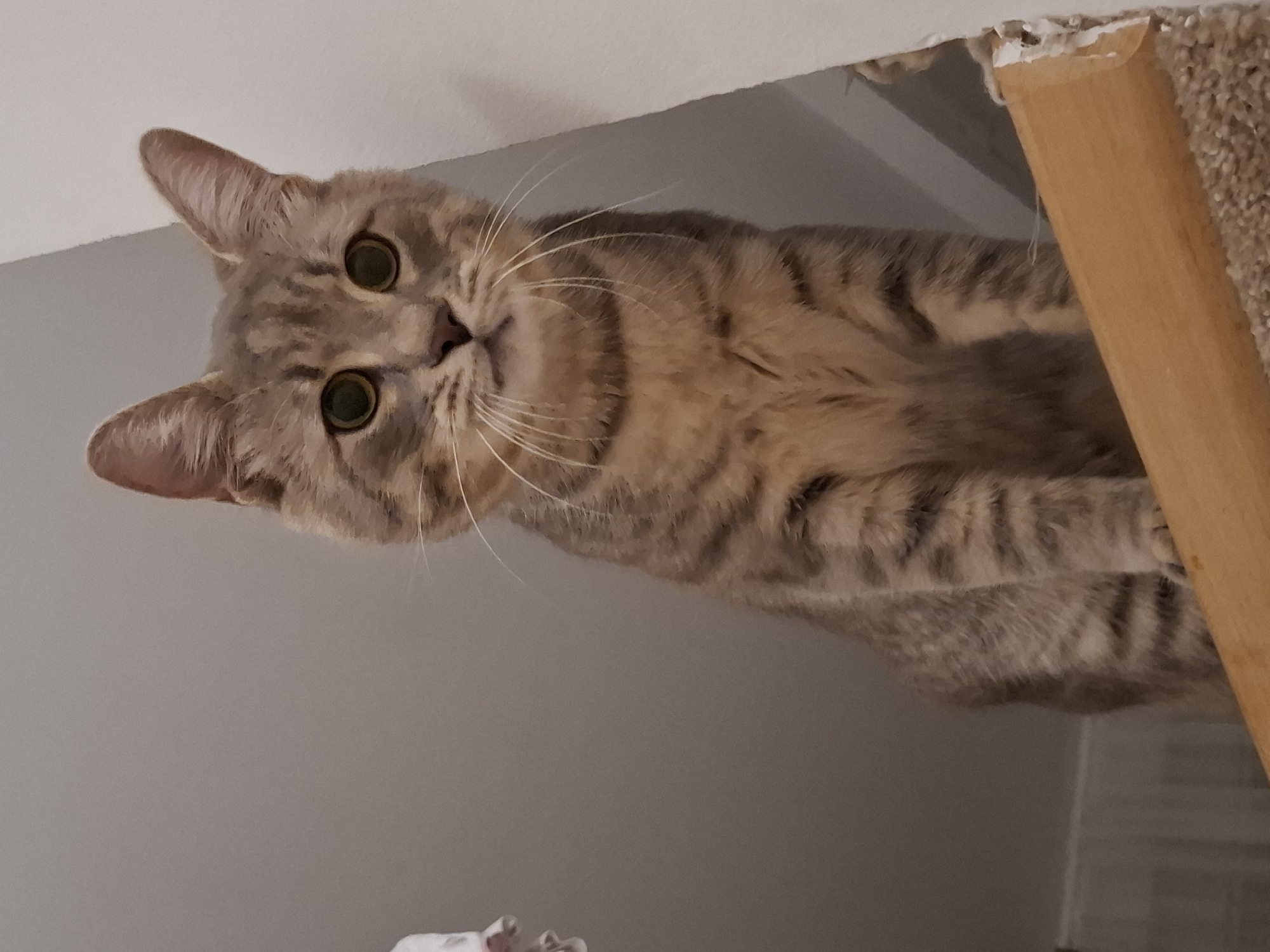 A domestic cat with tabby markings and large green eyes sits on a wooden perch, looking directly at the camera. The cat's fur is a mix of grey and tan stripes. The background consists of a plain wall and a ceiling. The image is shot from a low angle, emphasizing the cat's elevated position. There is no indication of the specific location within Zemun Urban Municipality, Serbia.